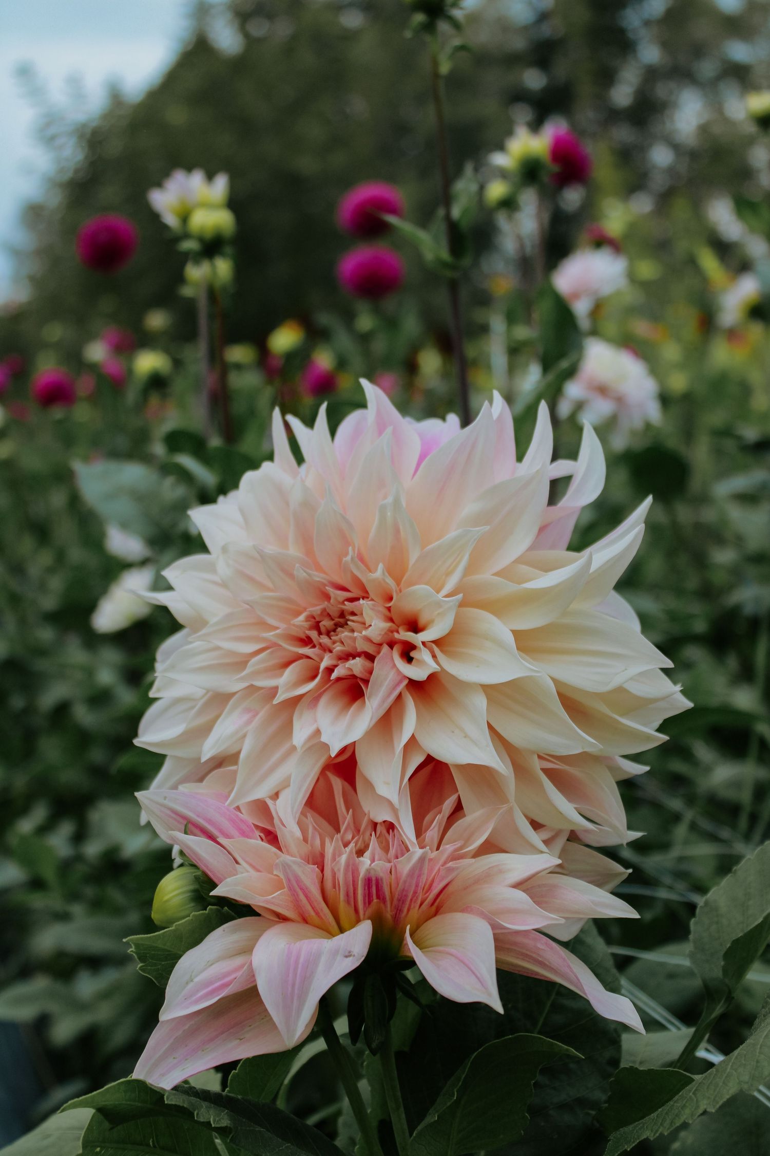 Close-up of pale pink dahlia flower with layered petals in garden setting.