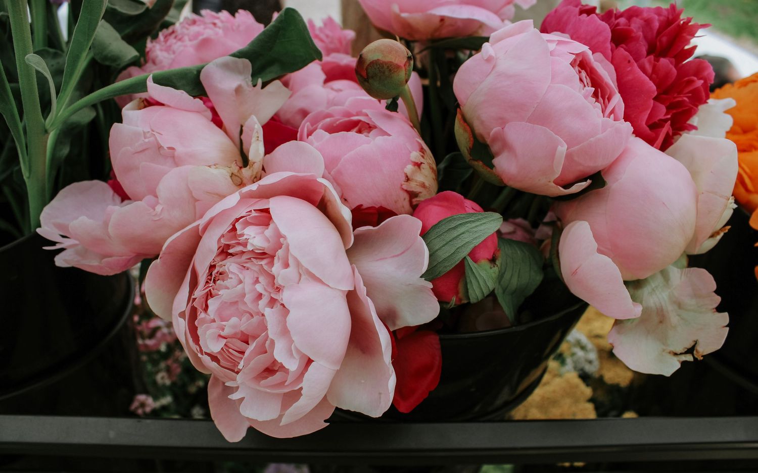 Close-up of pink and red peonies with lush green foliage.