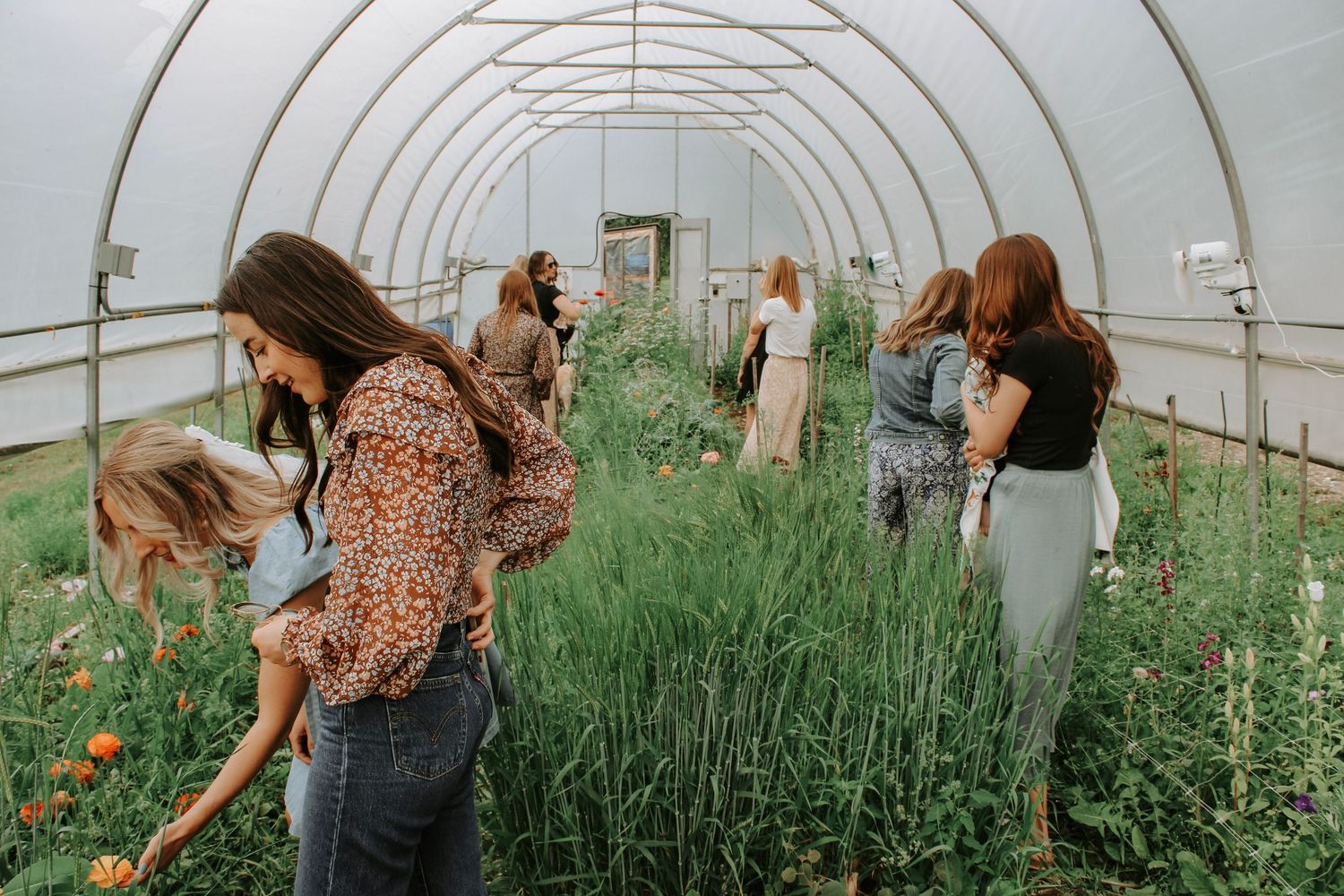 Inside view of a greenhouse tunnel filled with blooming flowers and garden rows.