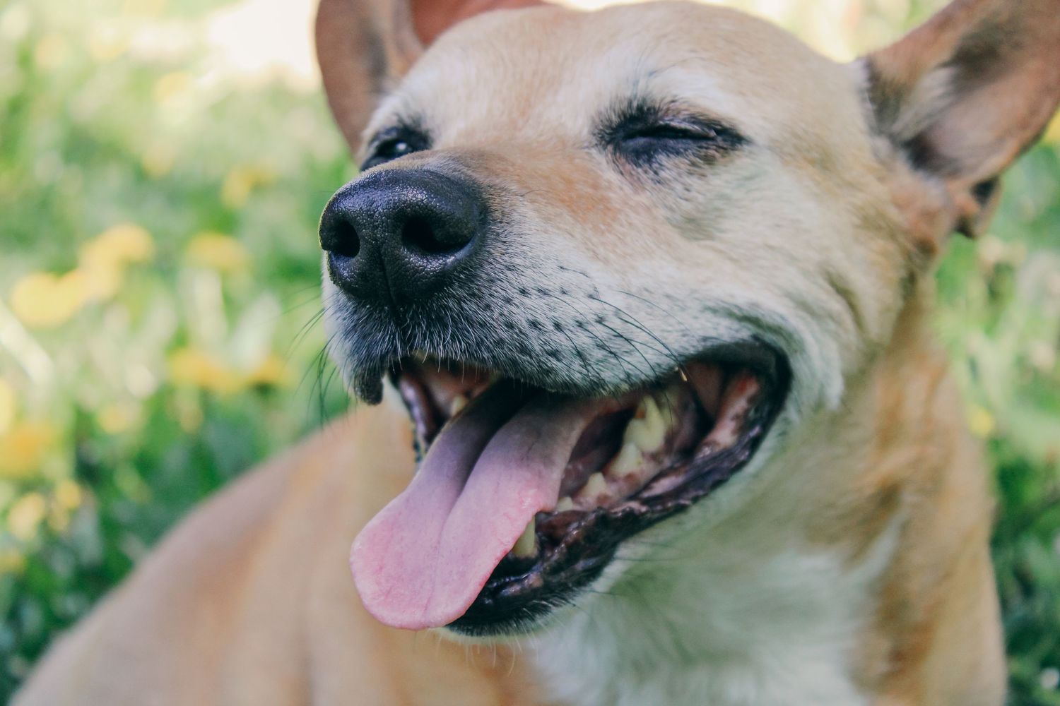 A happy brown dog smiling with tongue out in a sunny green garden, showing joyful canine expression.