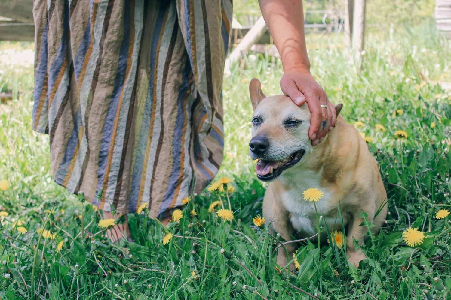 A happy dog sits in green grass with yellow dandelions while a person in striped skirt gently pets its head.