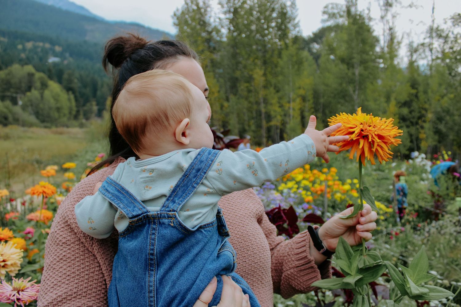 Colorful flower garden with mountains in the background and people picking fresh blooms on a sunny day.