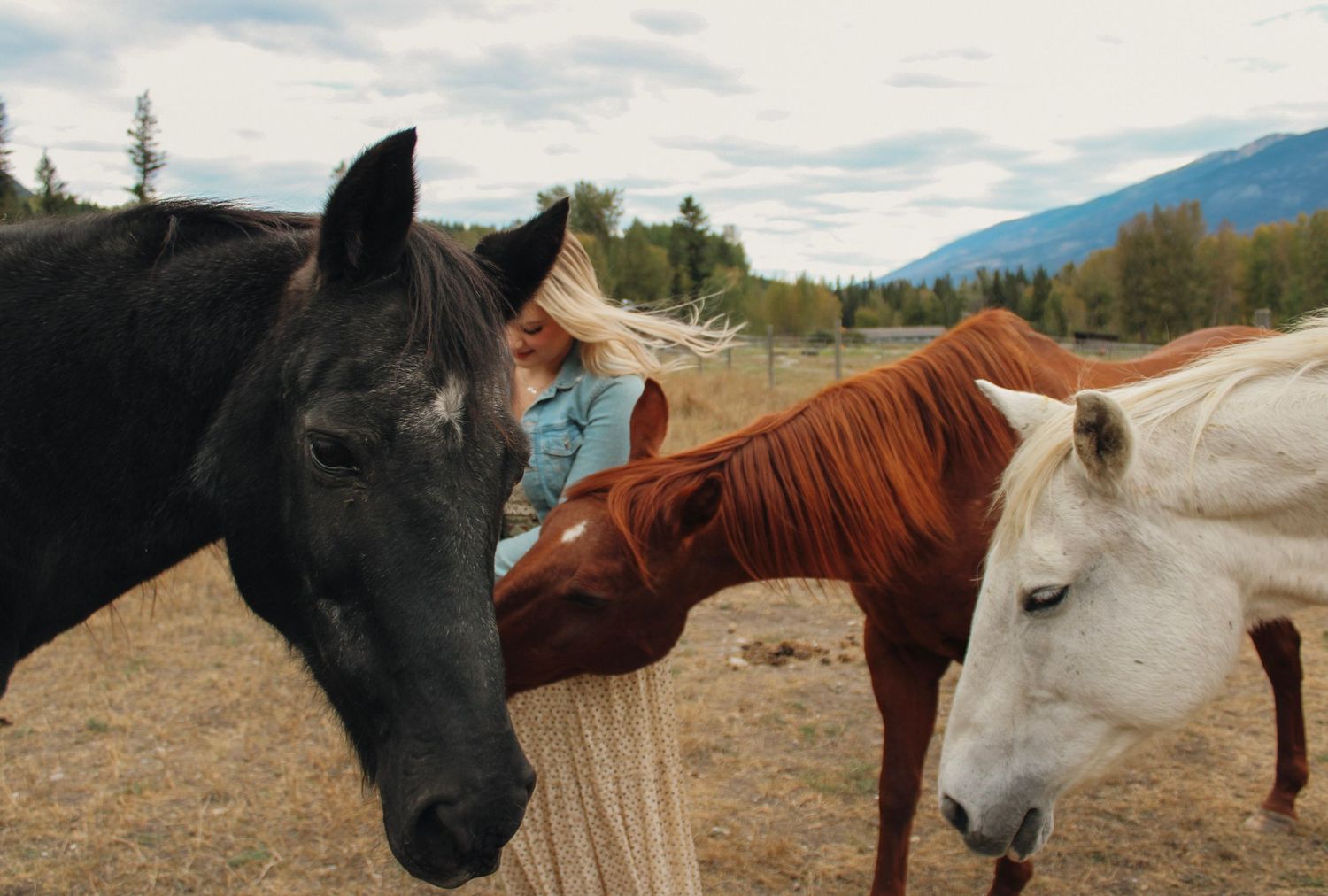 Three horses in different colors - black, chestnut, and white - standing together against a mountainous backdrop.