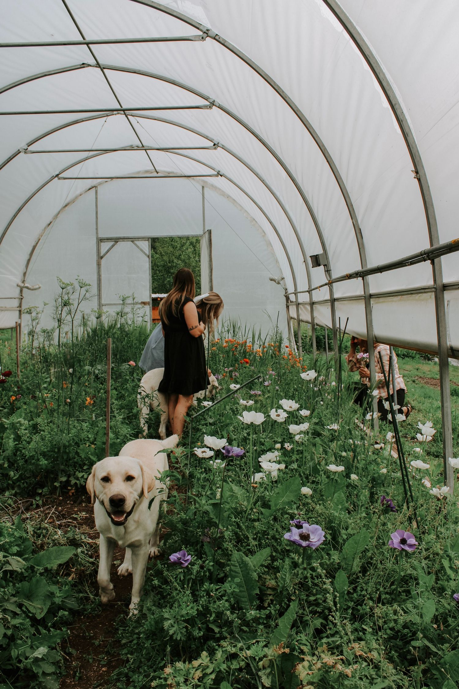 White greenhouse tunnel with flowering plants and a friendly dog among the garden beds.