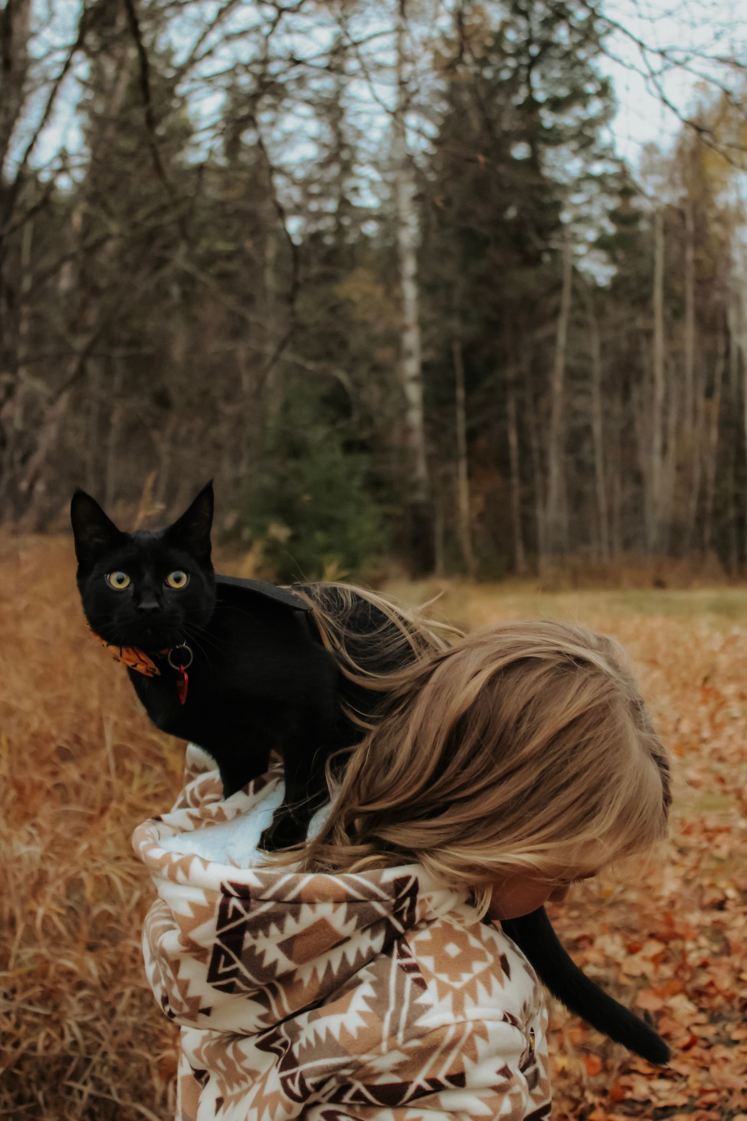 A black cat sits on someone wearing a patterned sweater among autumn leaves outdoors.