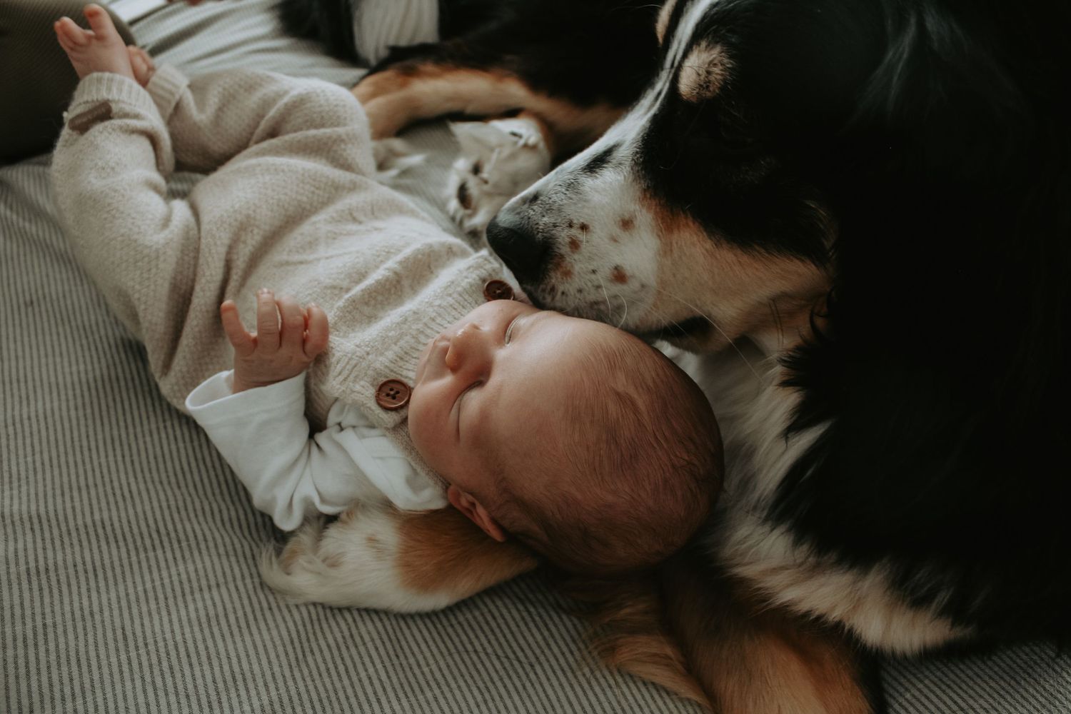 Intimate indoor scene with dog resting on bed in moody lighting.