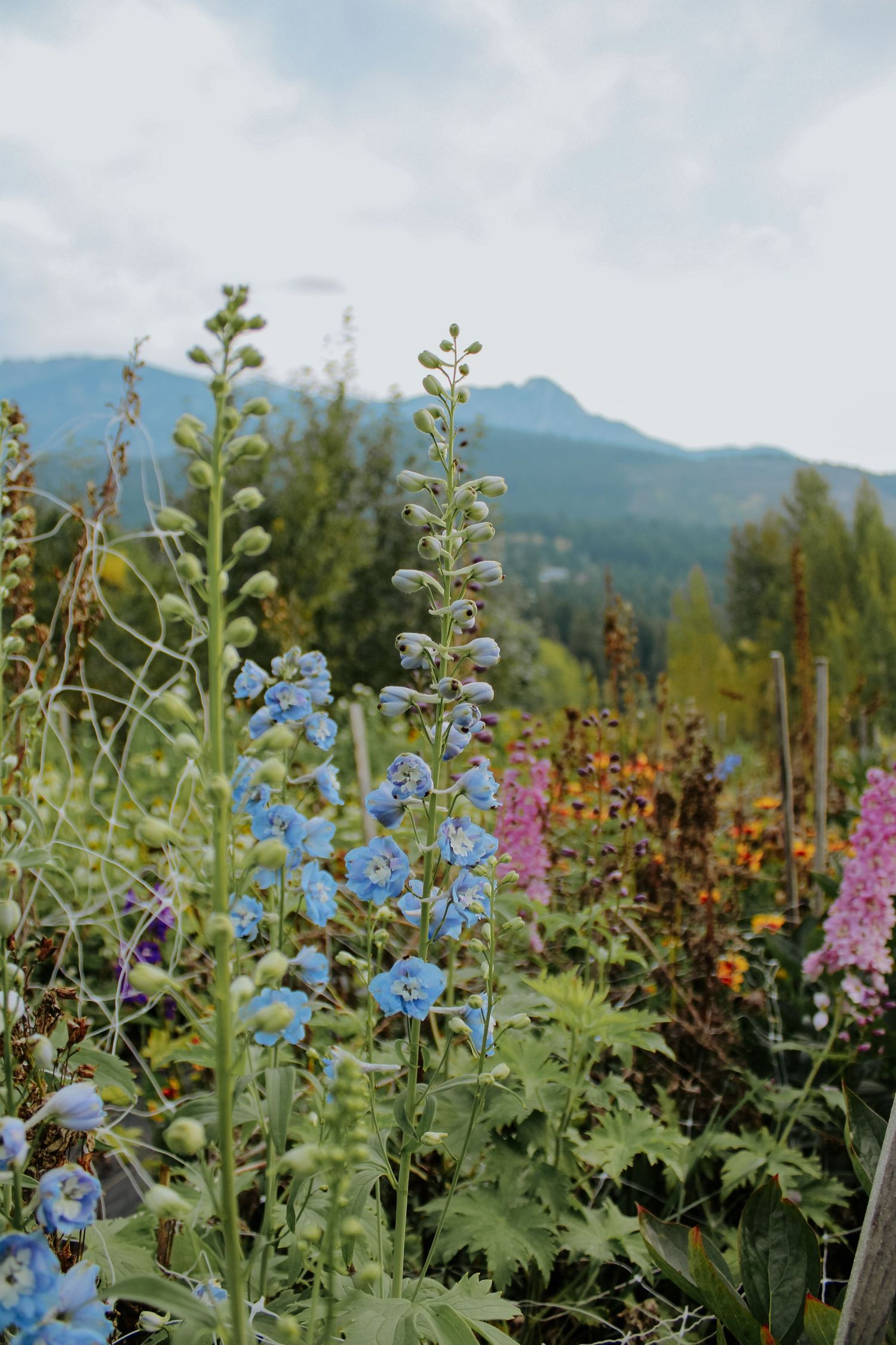 Colorful garden with blue delphiniums and pink flowers against mountain backdrop.