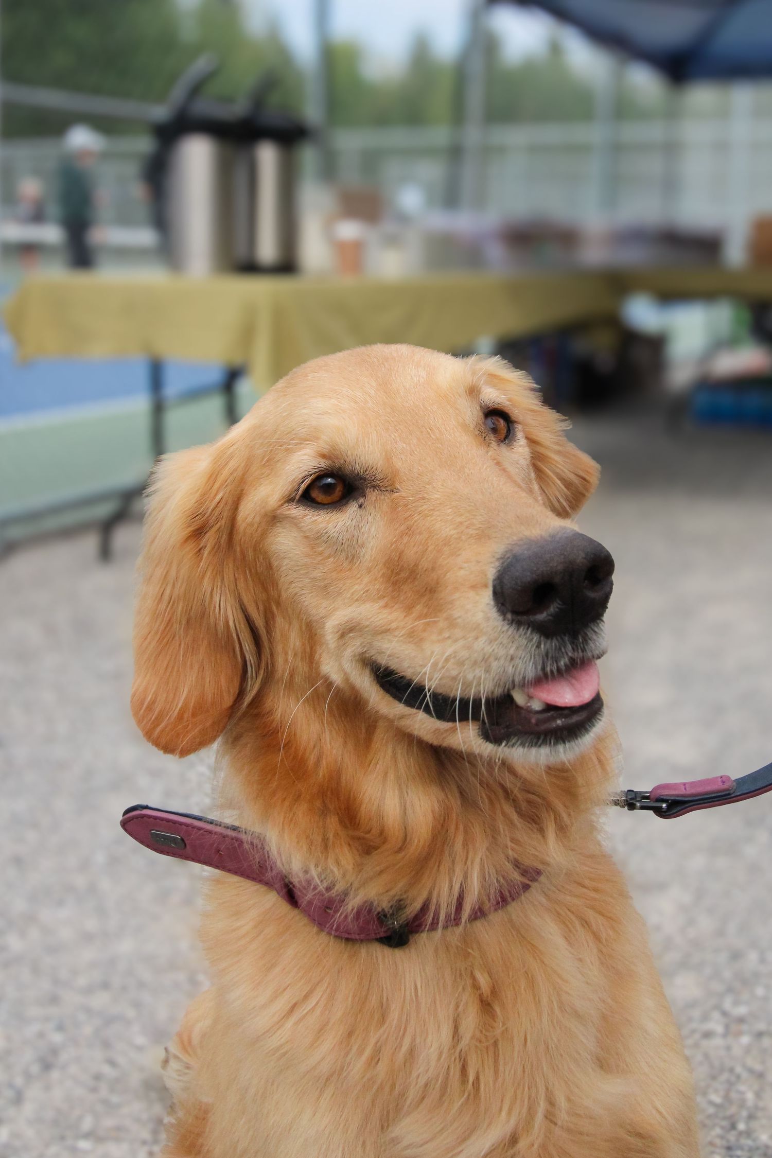 A happy golden retriever dog on a leash sitting outdoors at an event, with tables and greenery in the background.