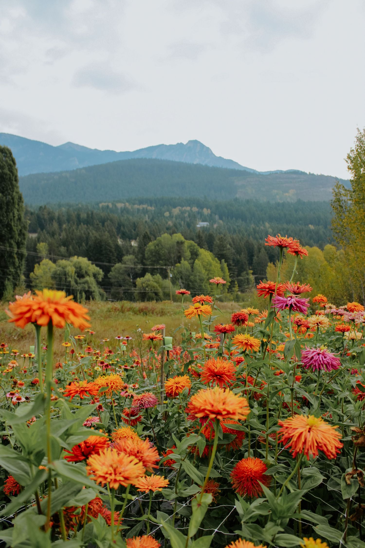 Vibrant orange dahlias blooming in garden with mountains in background.