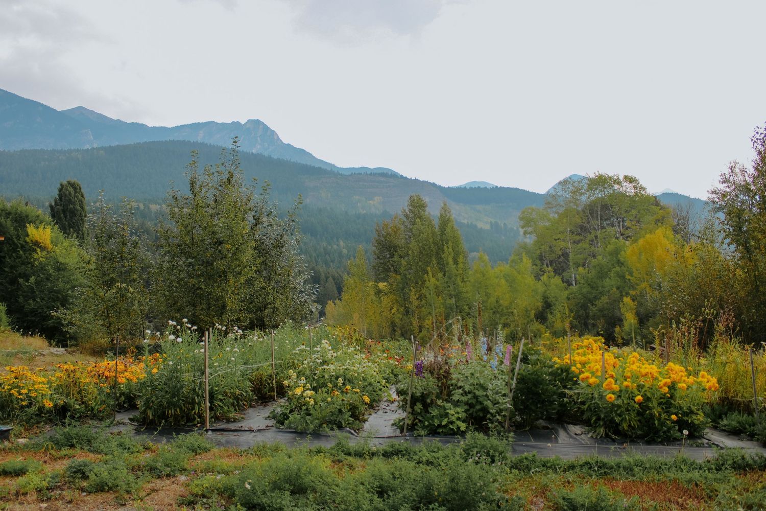 Panoramic mountain landscape with evergreen forests and distant peaks.