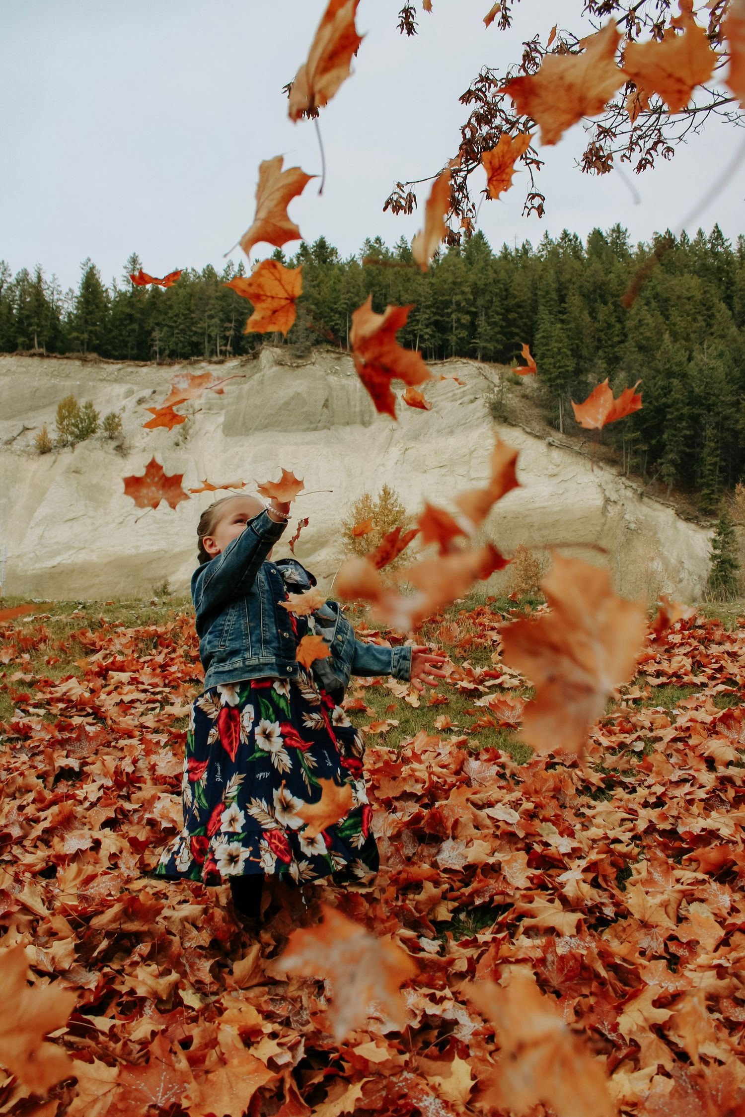 Red maple leaves falling against a mountainous backdrop with evergreen trees.