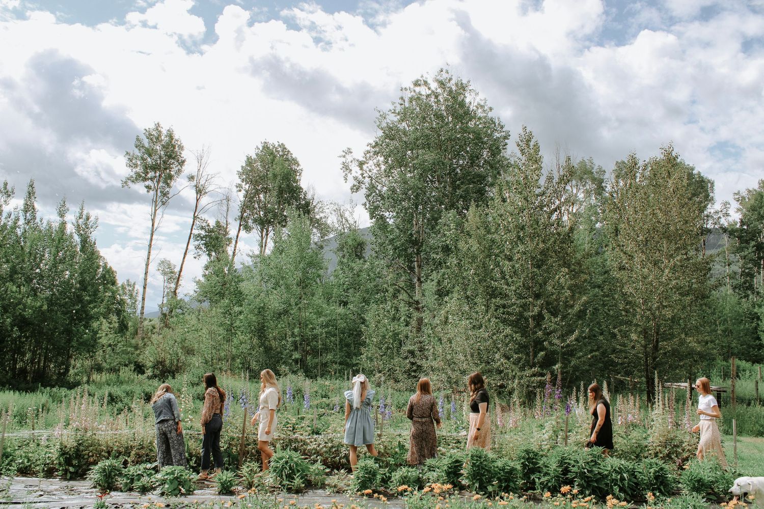 Panoramic view of a flower farm with people harvesting blooms under cloudy skies.