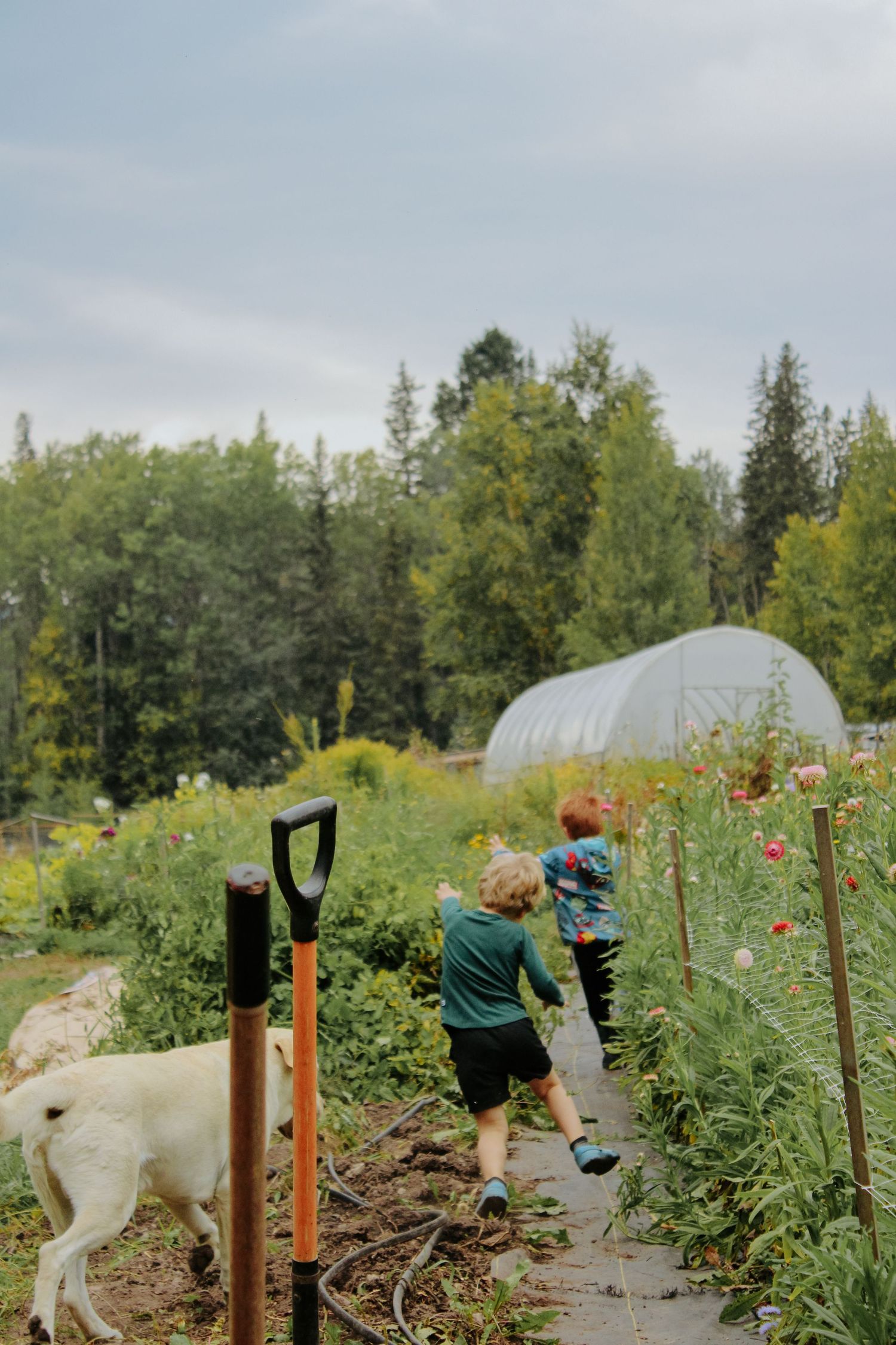 Garden path with greenhouse and flowering plants in background.