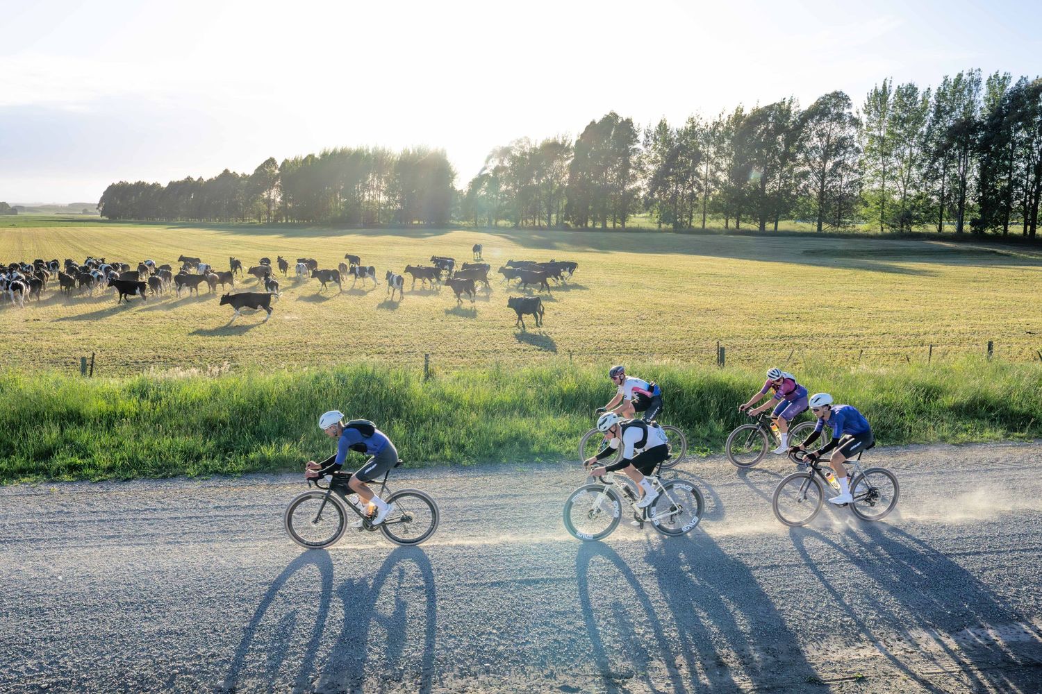 Cyclists riding past a field of cows in the early morning light