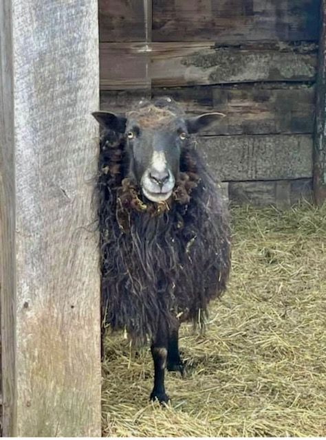 Black sheep with thick wool coats standing in a barn with hay-covered floor.