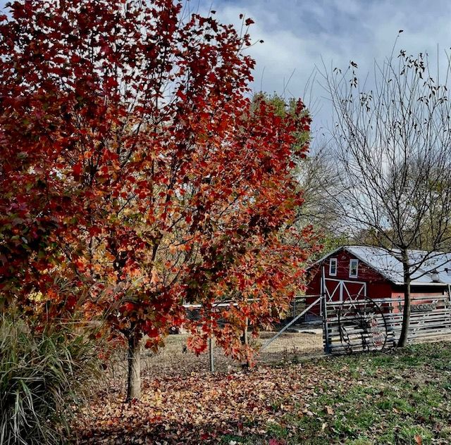 Scenic autumn landscape with red maple trees and rustic barn in background.