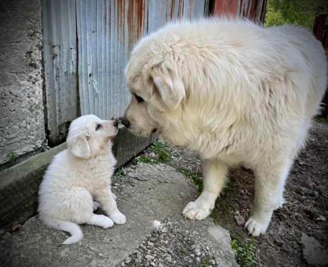A white dog and a Great Pyrenees dog interacting near a wooden fence.