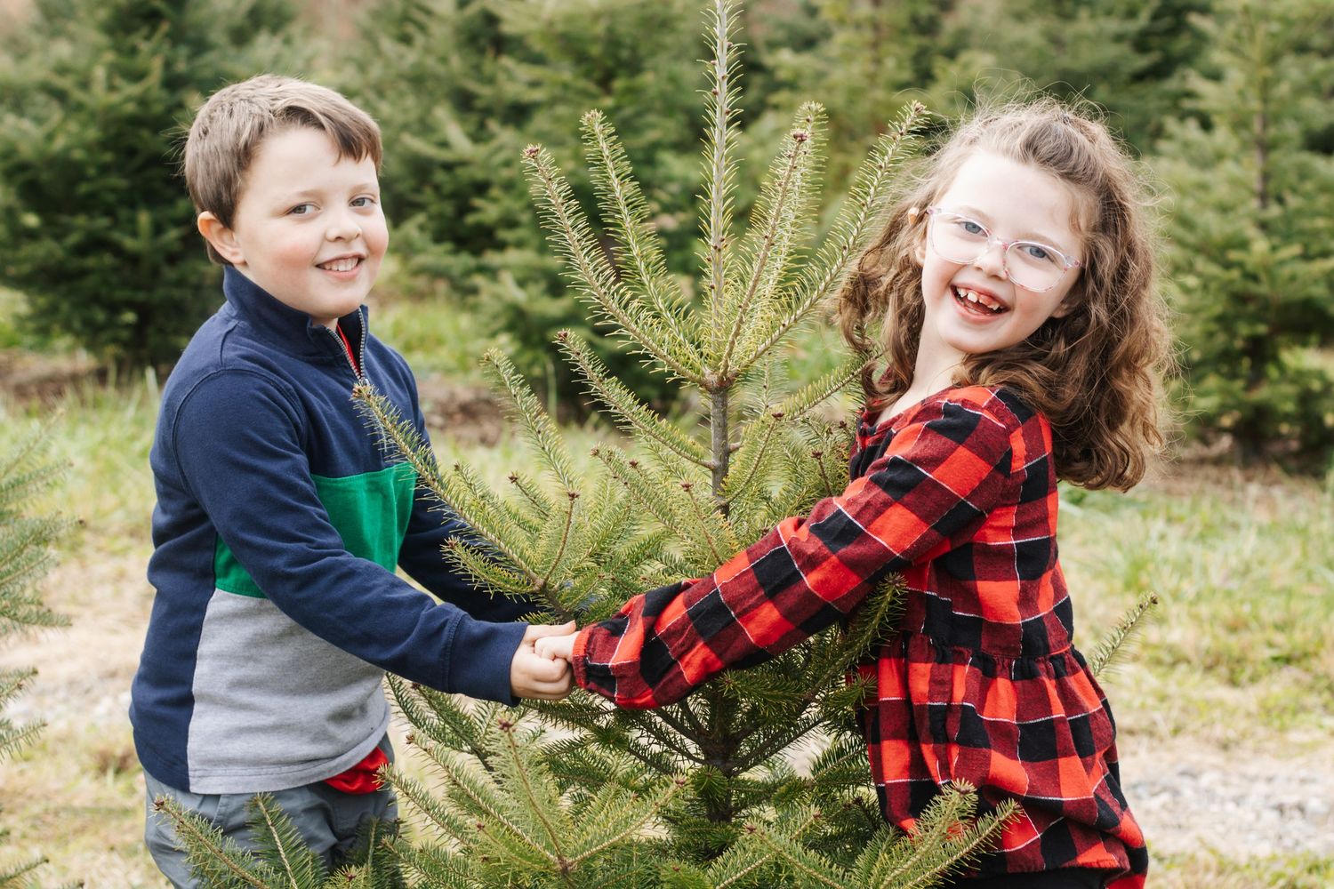 Playful winter scene at a Christmas tree farm with evergreen trees in the background.