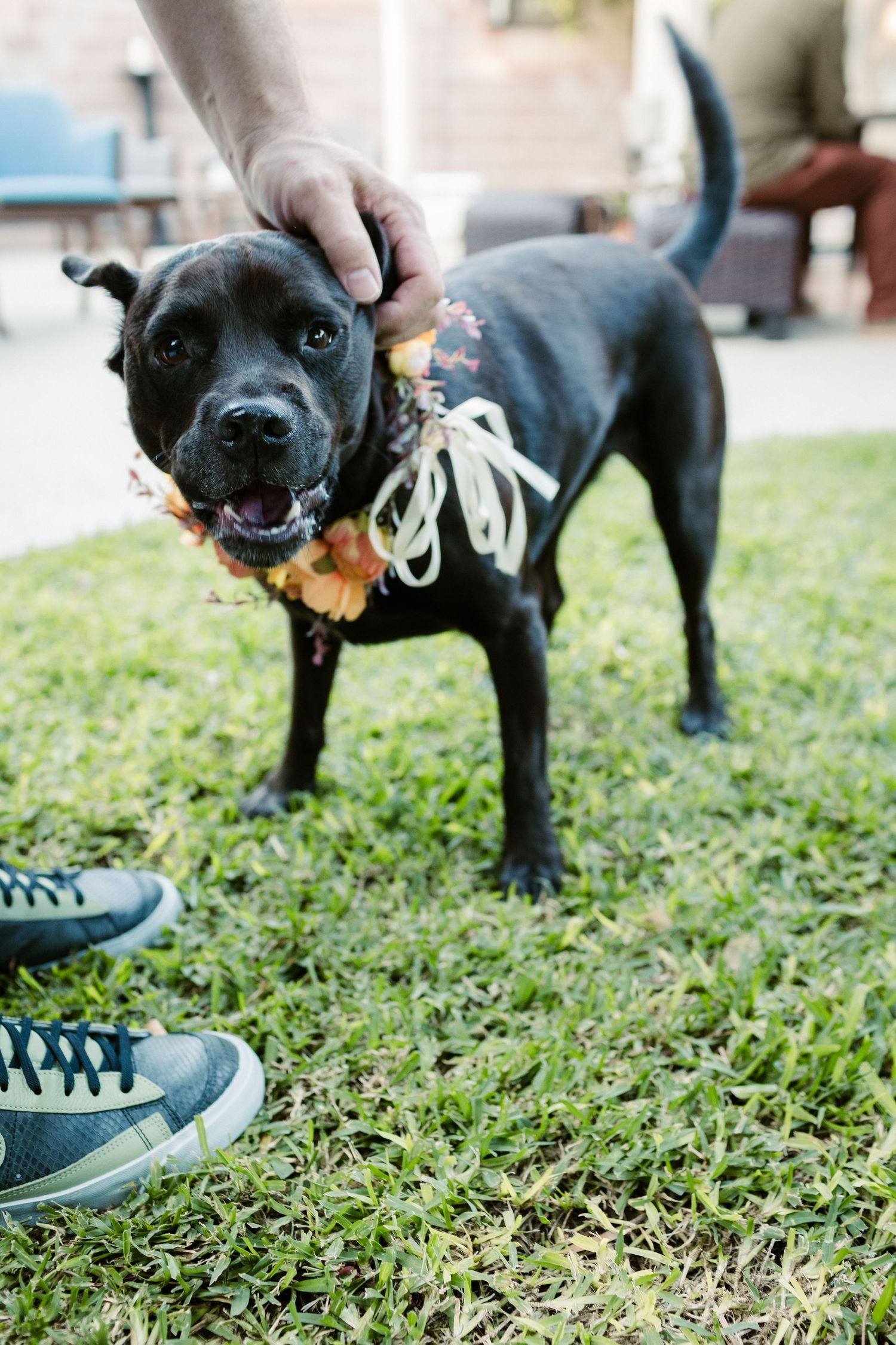 Black dog playing with shoelaces on grass.