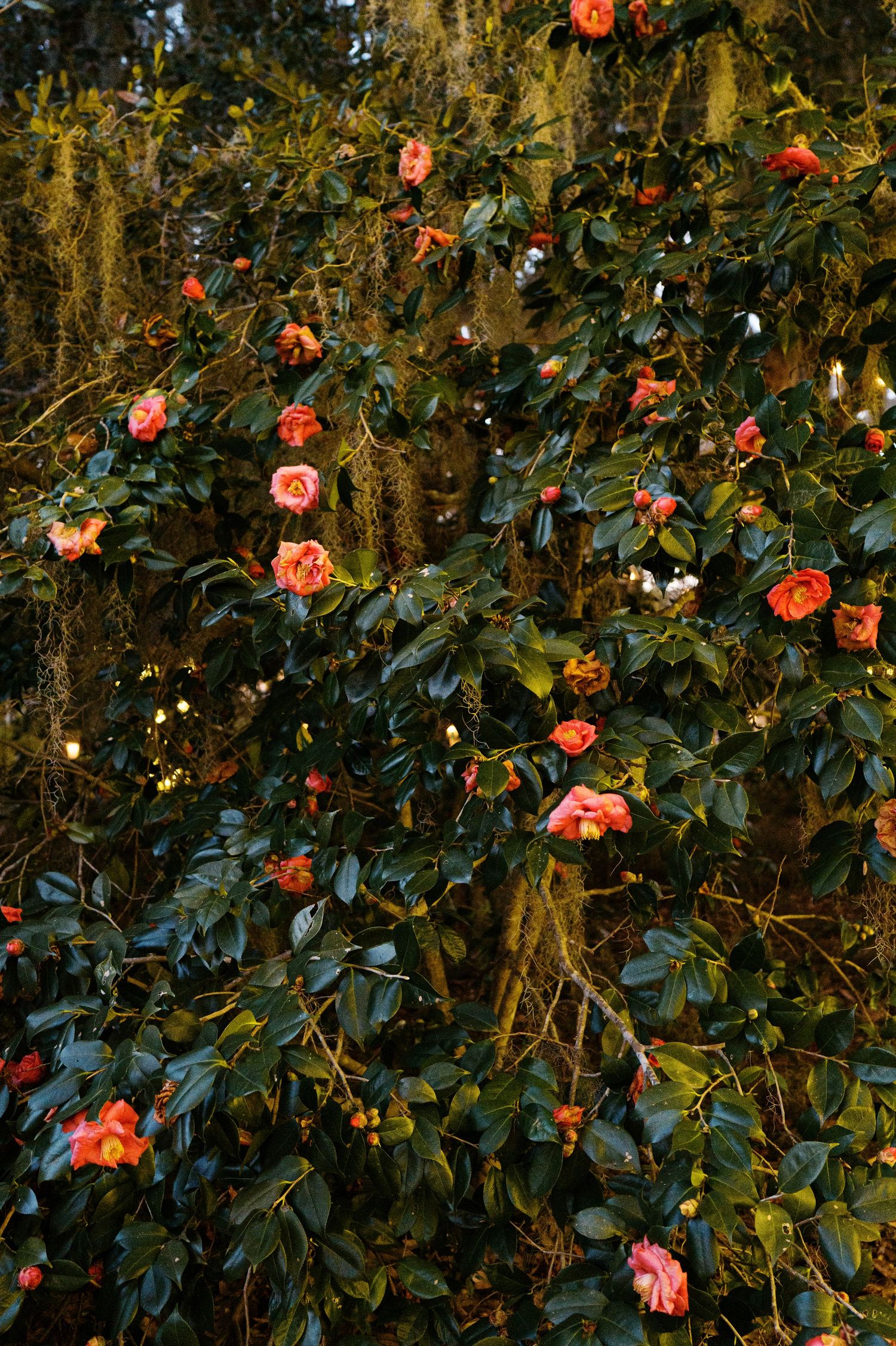 Pink and coral camellias bloom against dark green foliage in a lush garden setting at sunset.