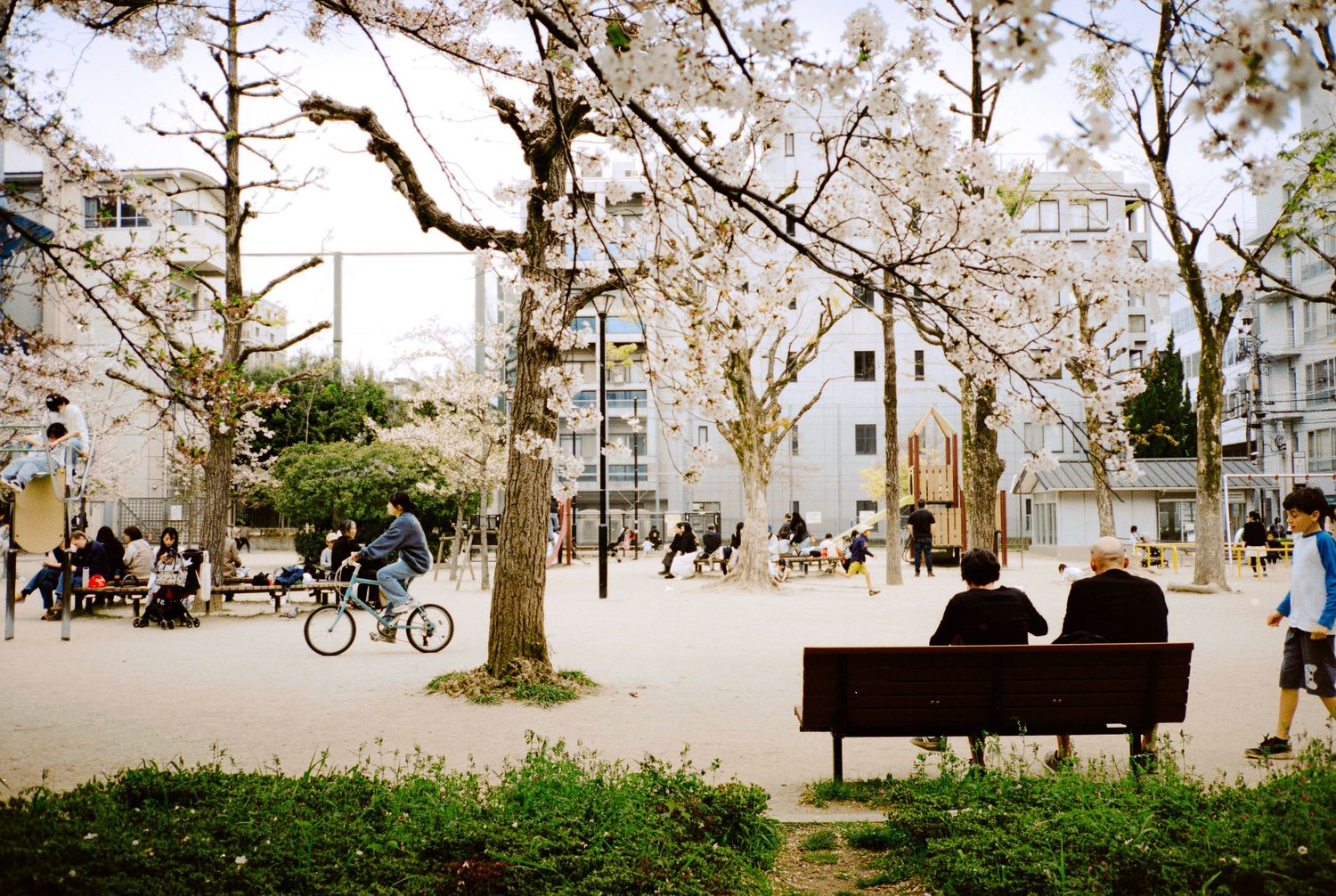 Cherry blossom trees in full bloom with people enjoying the spring scenery.