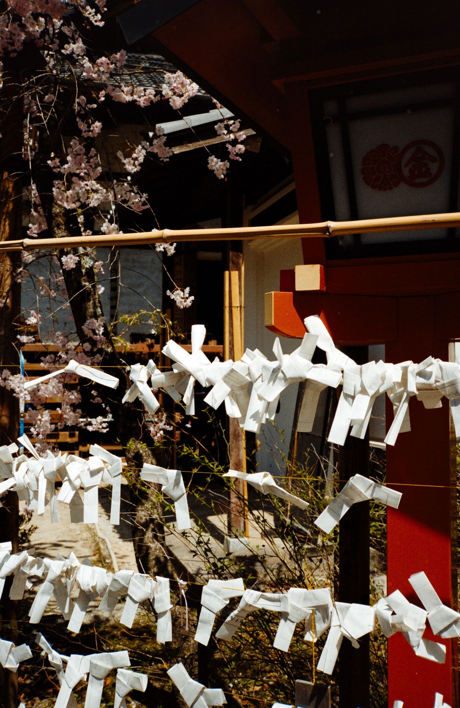 White paper fortunes tied to bamboo branches at a Japanese shrine.