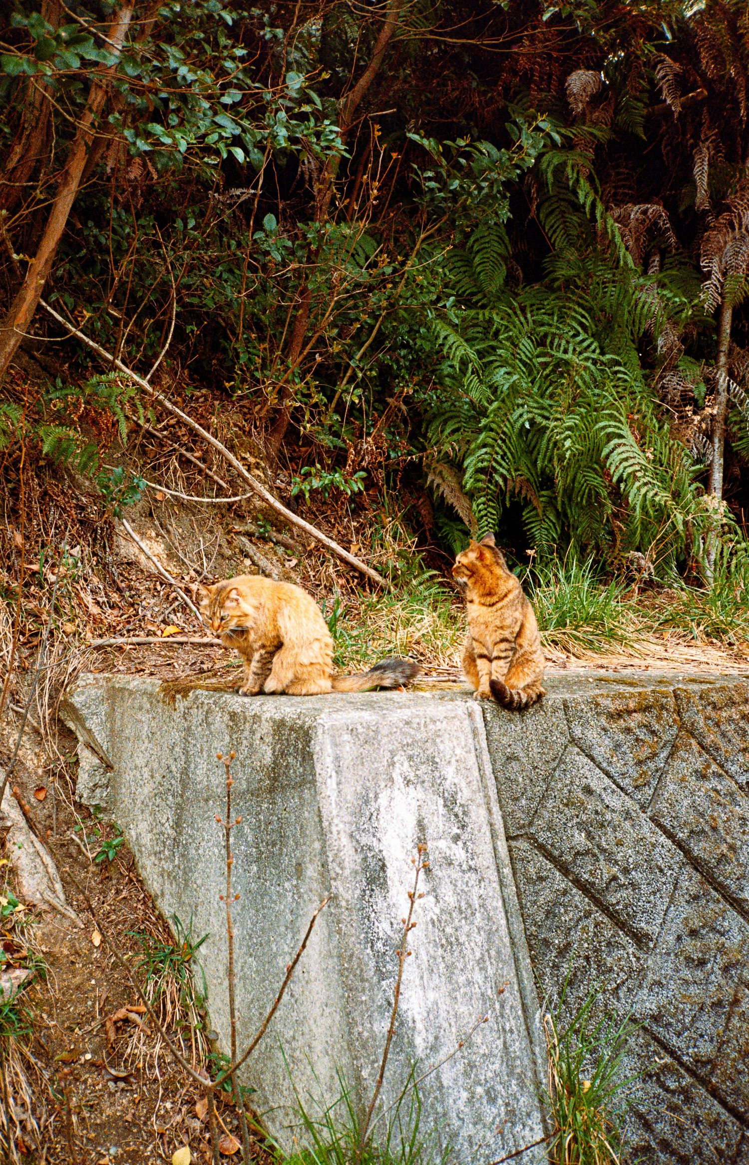 Orange cats rest on a concrete wall in a lush forest setting.