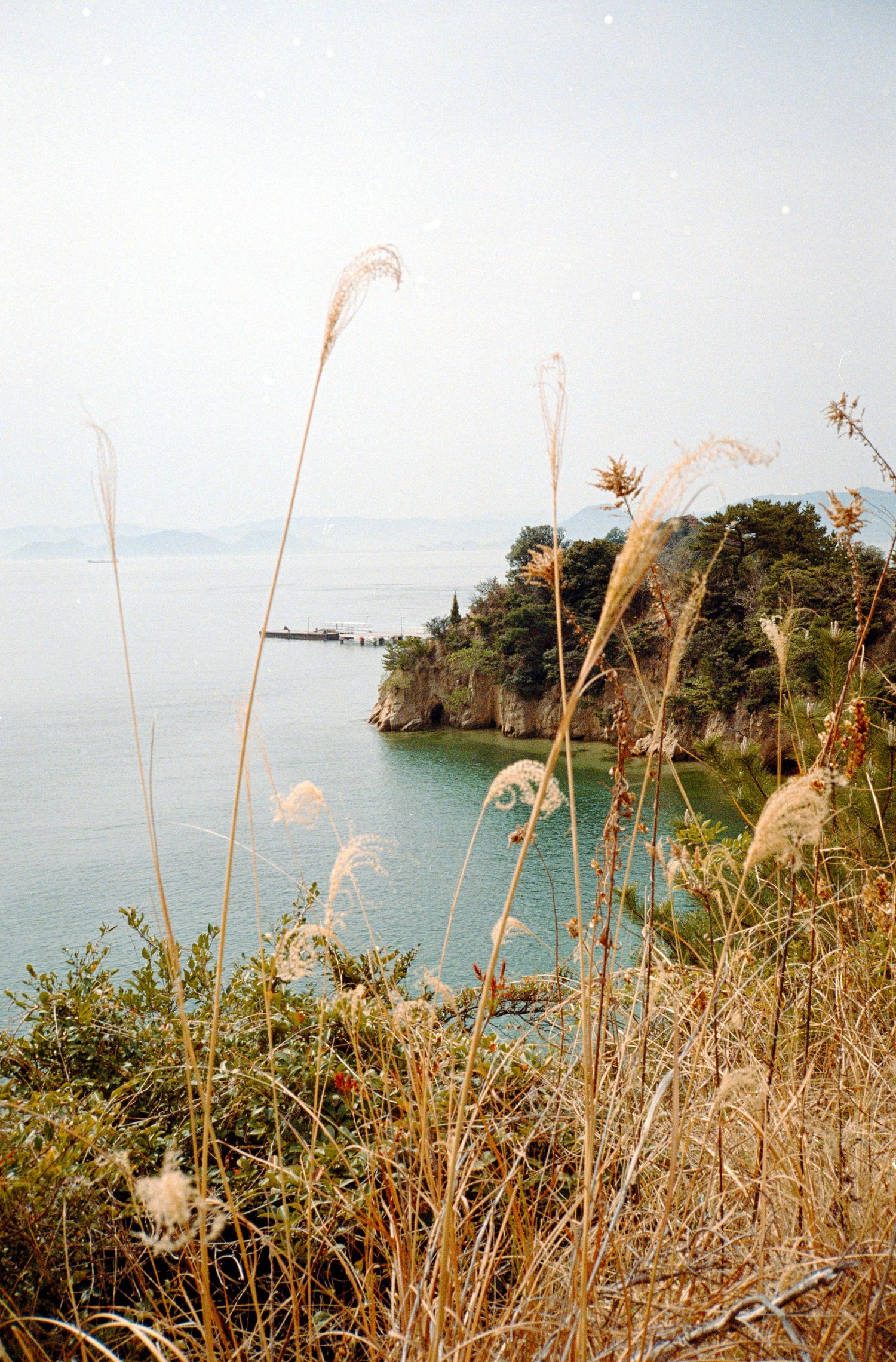 Tall grass sways in the foreground with rocky coastal cliffs and ocean views in the distance.