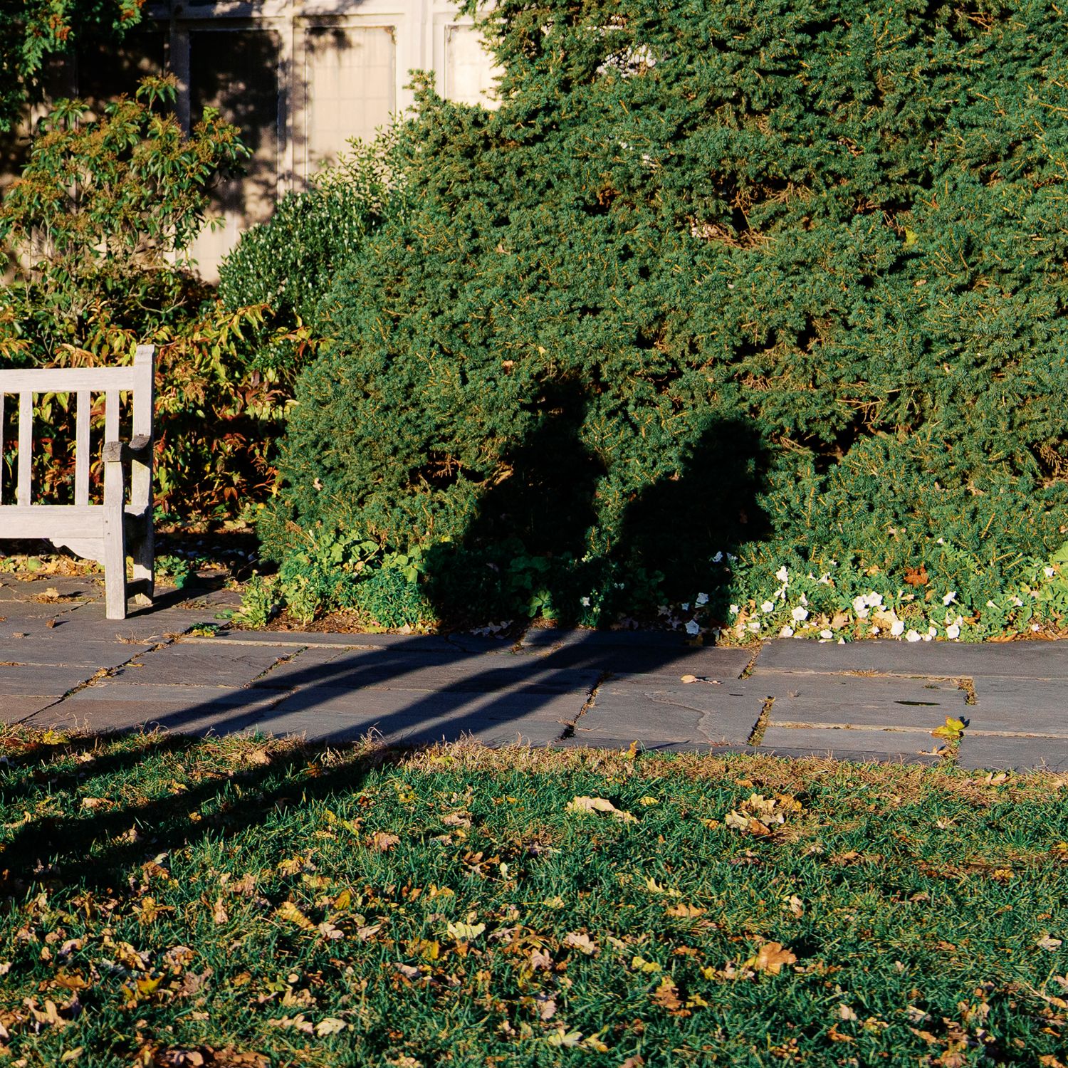 Long shadows cast on a stone patio next to a white bench and green foliage.