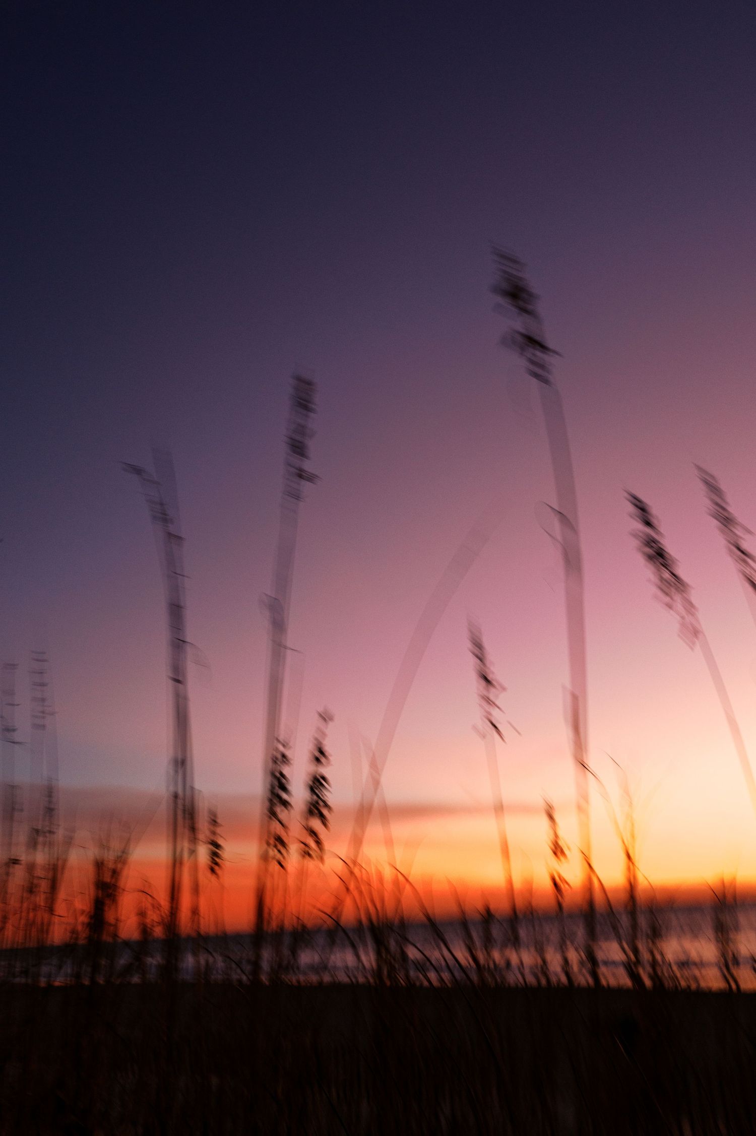 Silhouettes of tall grass and reeds against a vibrant purple and orange sunset sky.