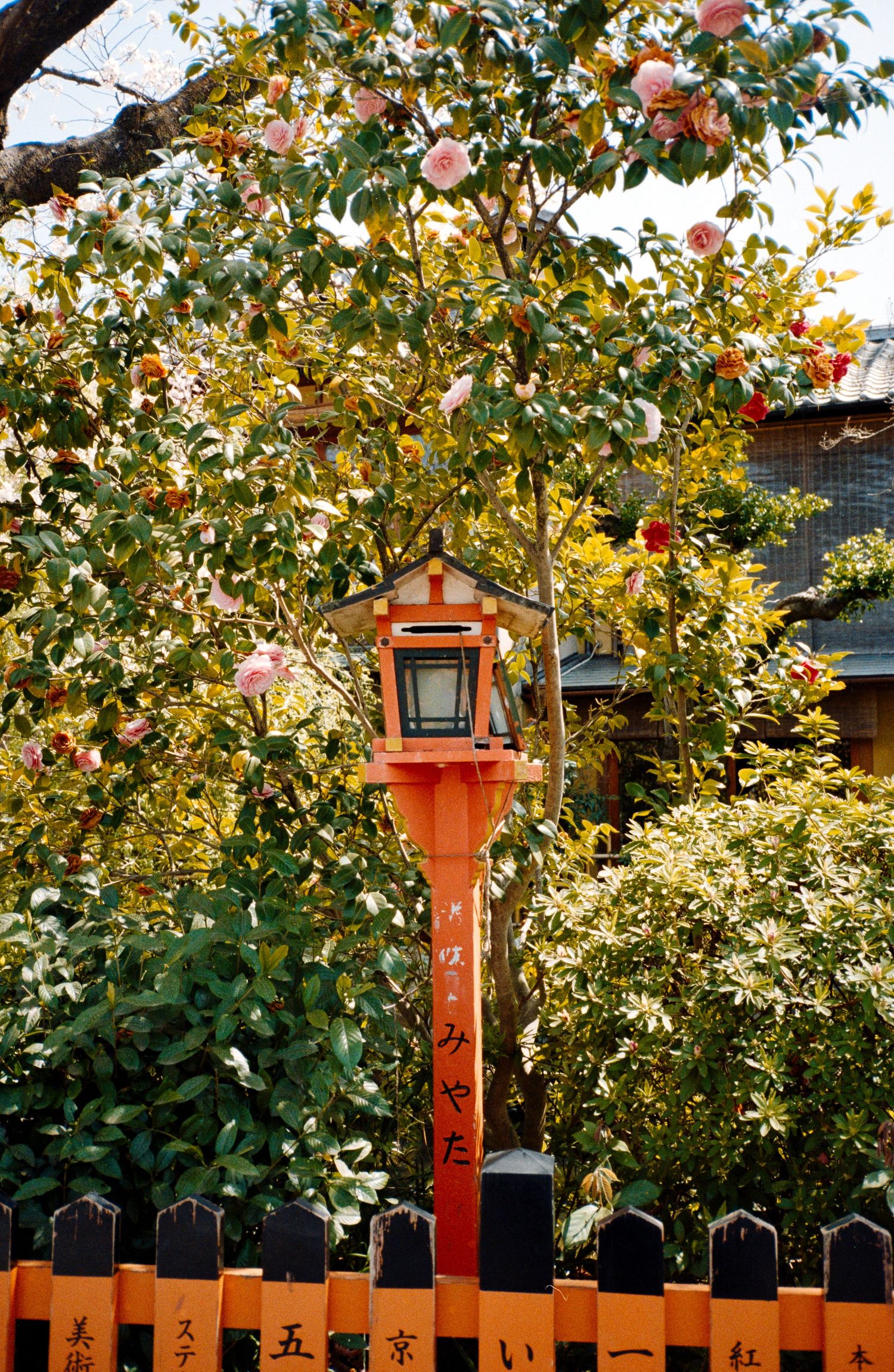 Orange lanterns line a wooden fence with autumn foliage in the background.