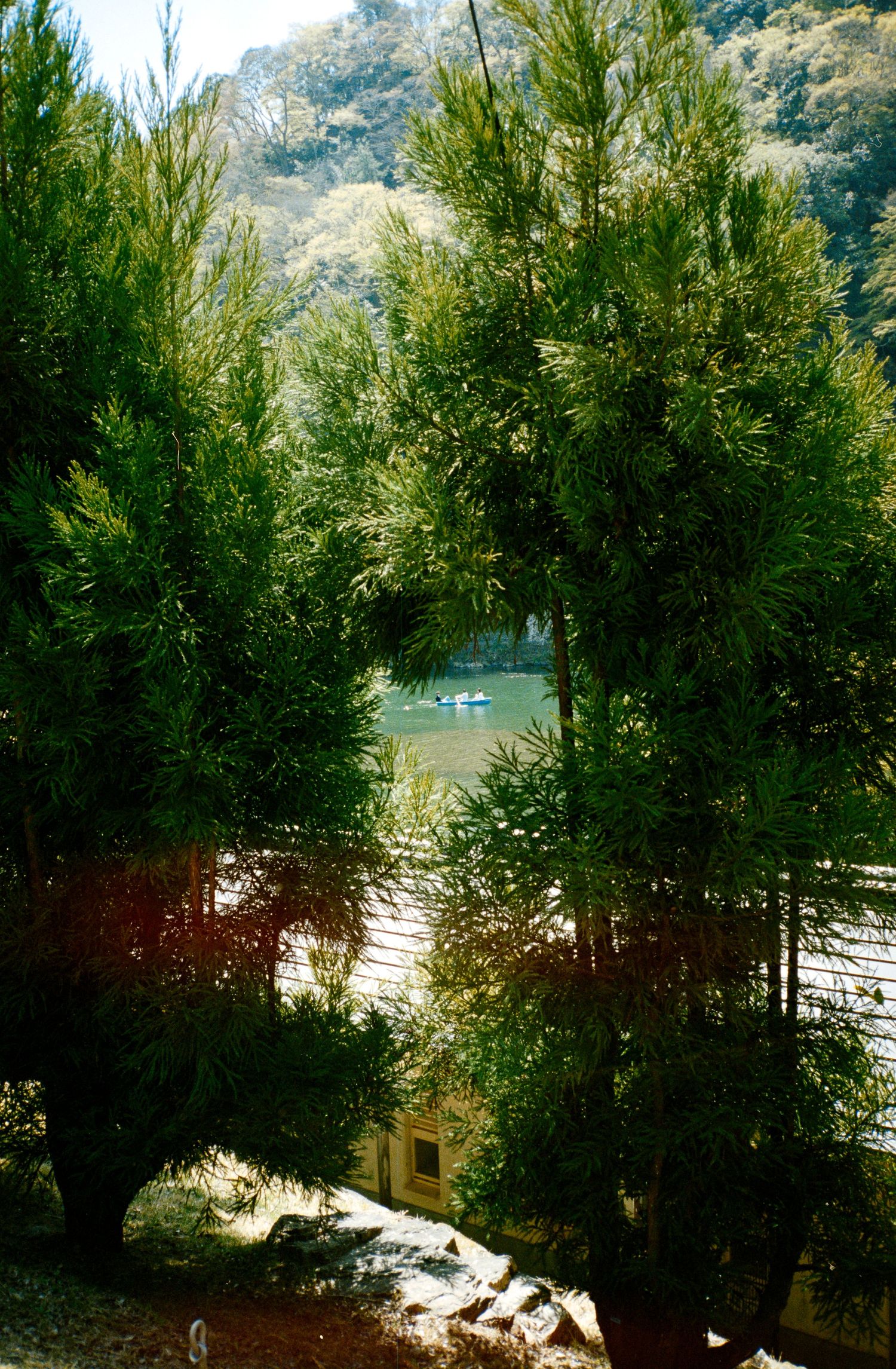 Tall evergreen trees frame a view of a lake or river in the distance.