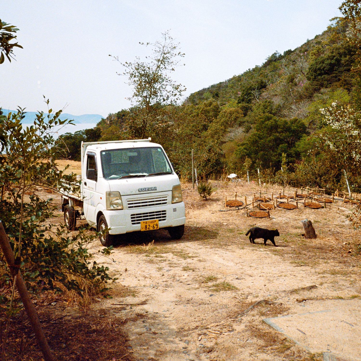 White pickup trucks parked on a dirt path along a mountainous coastal area.