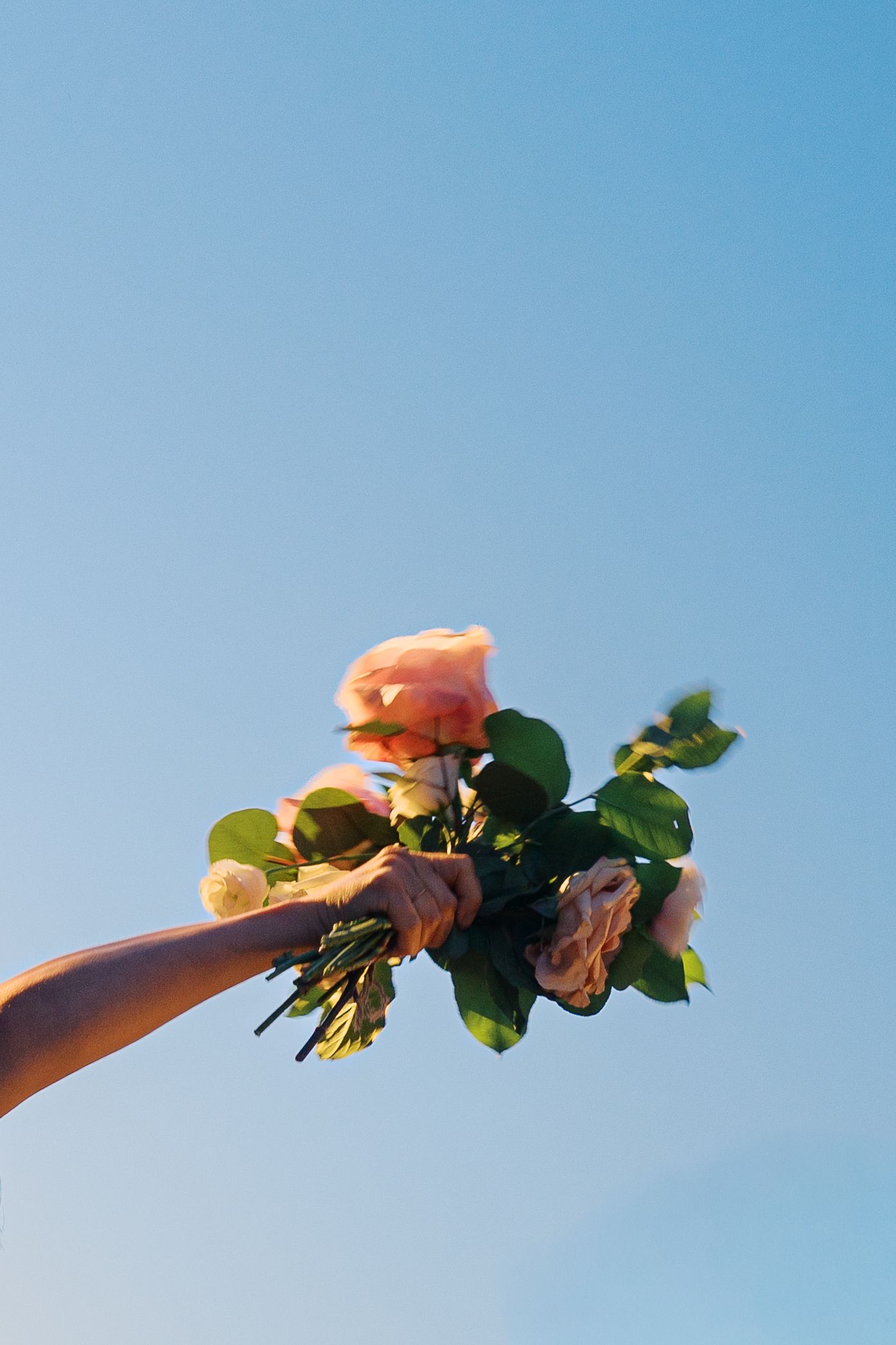 Hands holding pink flowers against a bright blue sky.