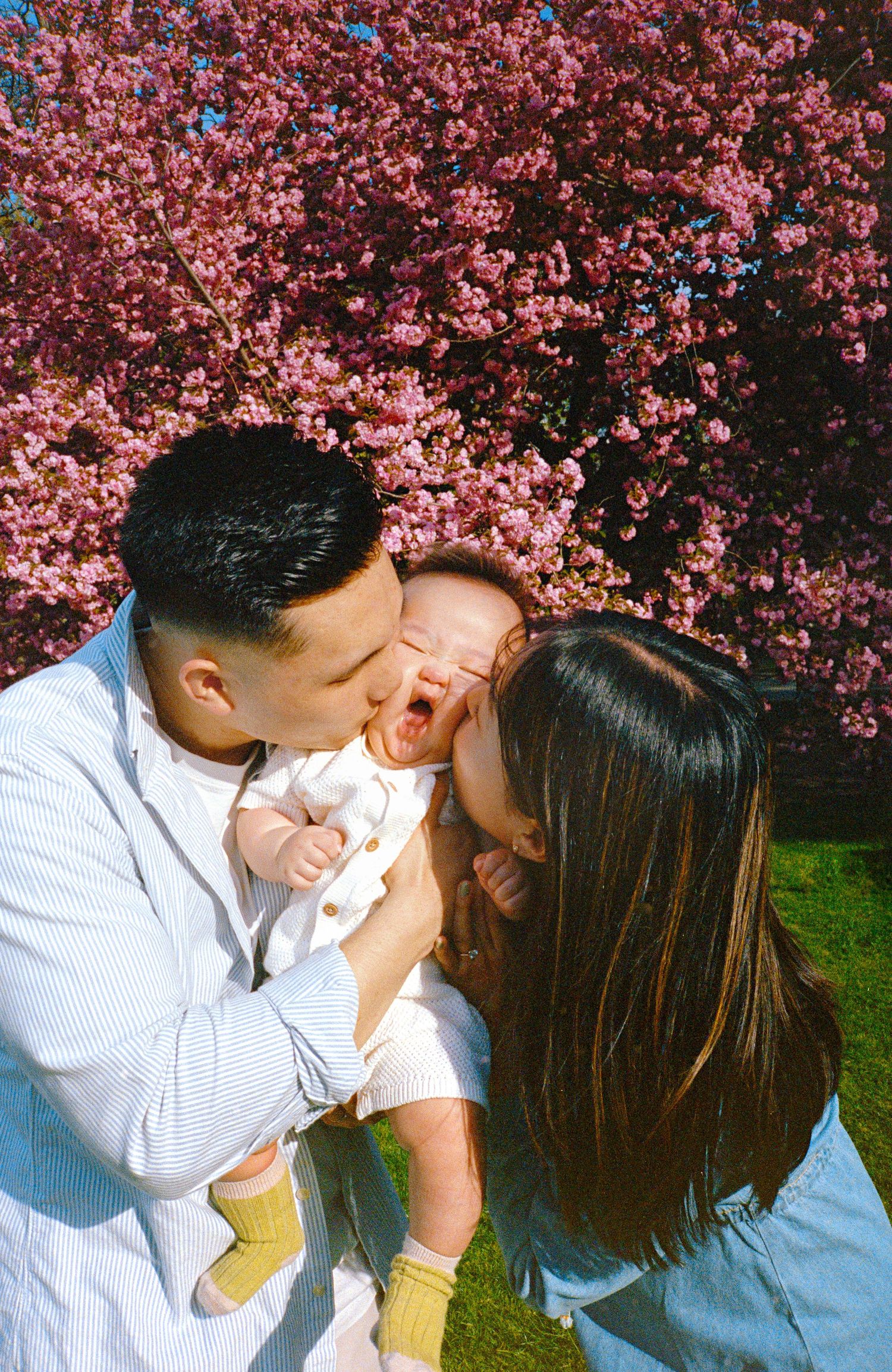 A tender family moment under blooming pink cherry blossoms in springtime, captured on film