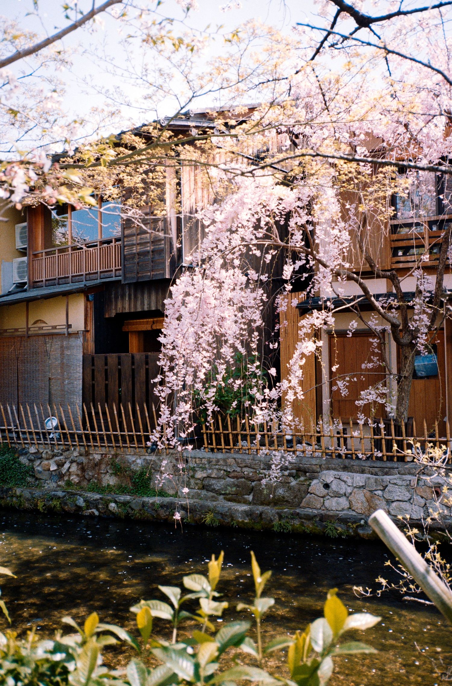 Cherry blossoms blooming along a traditional canal in Kyoto with yellow daffodils.