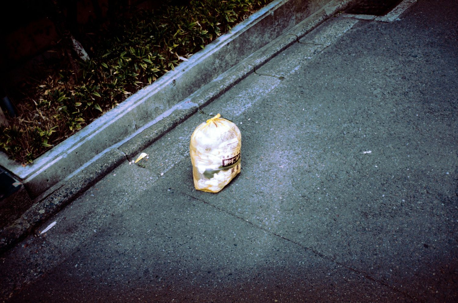 A white ceramic skull sits alone on dark pavement near a curb.