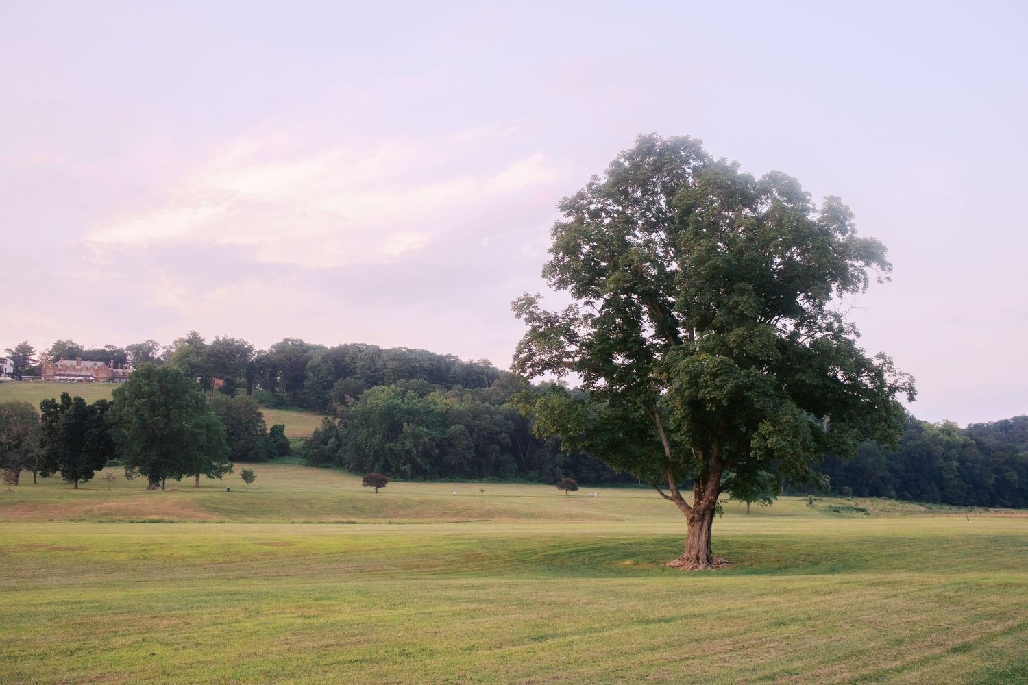 Panoramic view of rolling green hills and scattered trees at sunset.