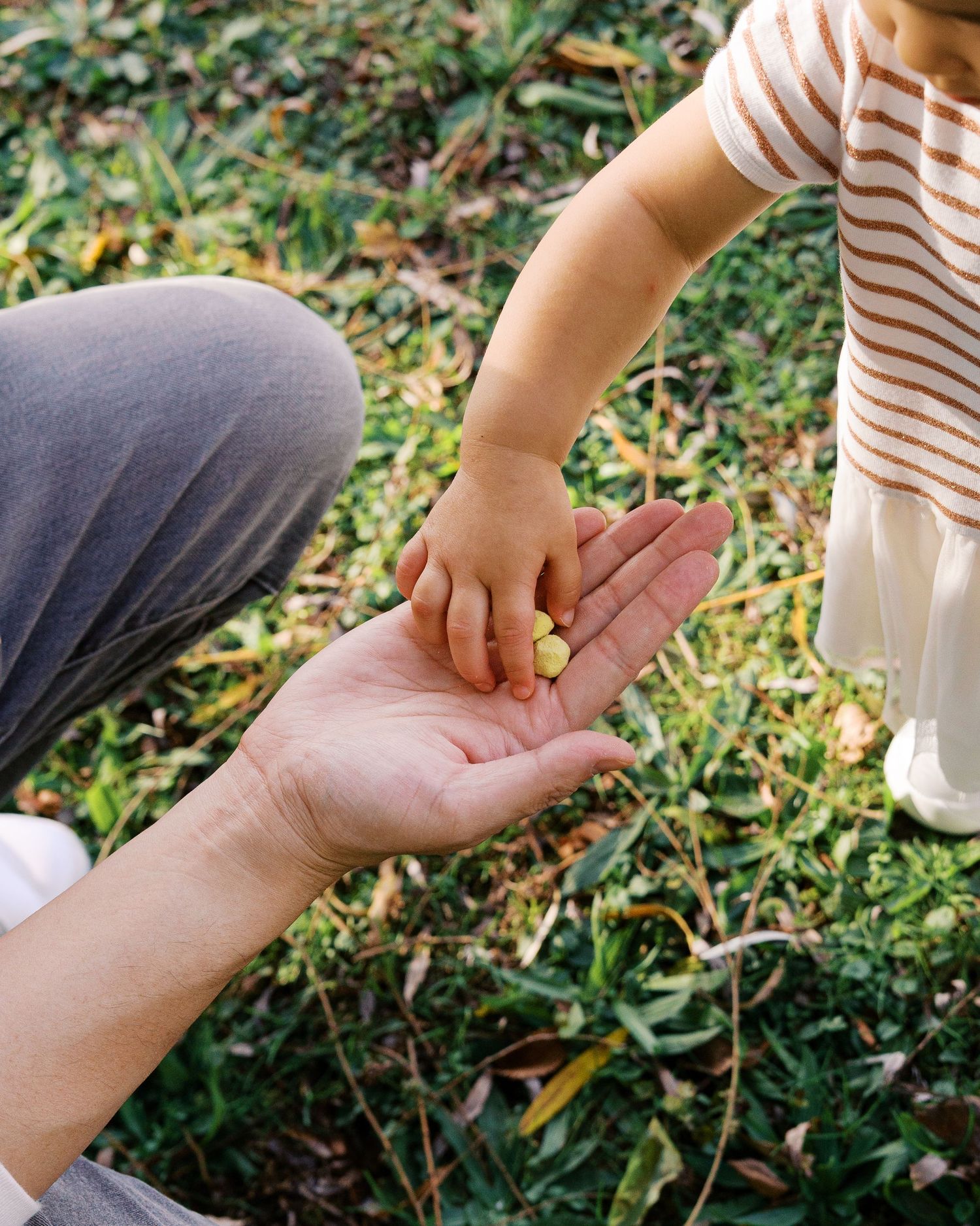 Small hands placing yellow acorns into an open palm against a grassy background in a sequence of images.