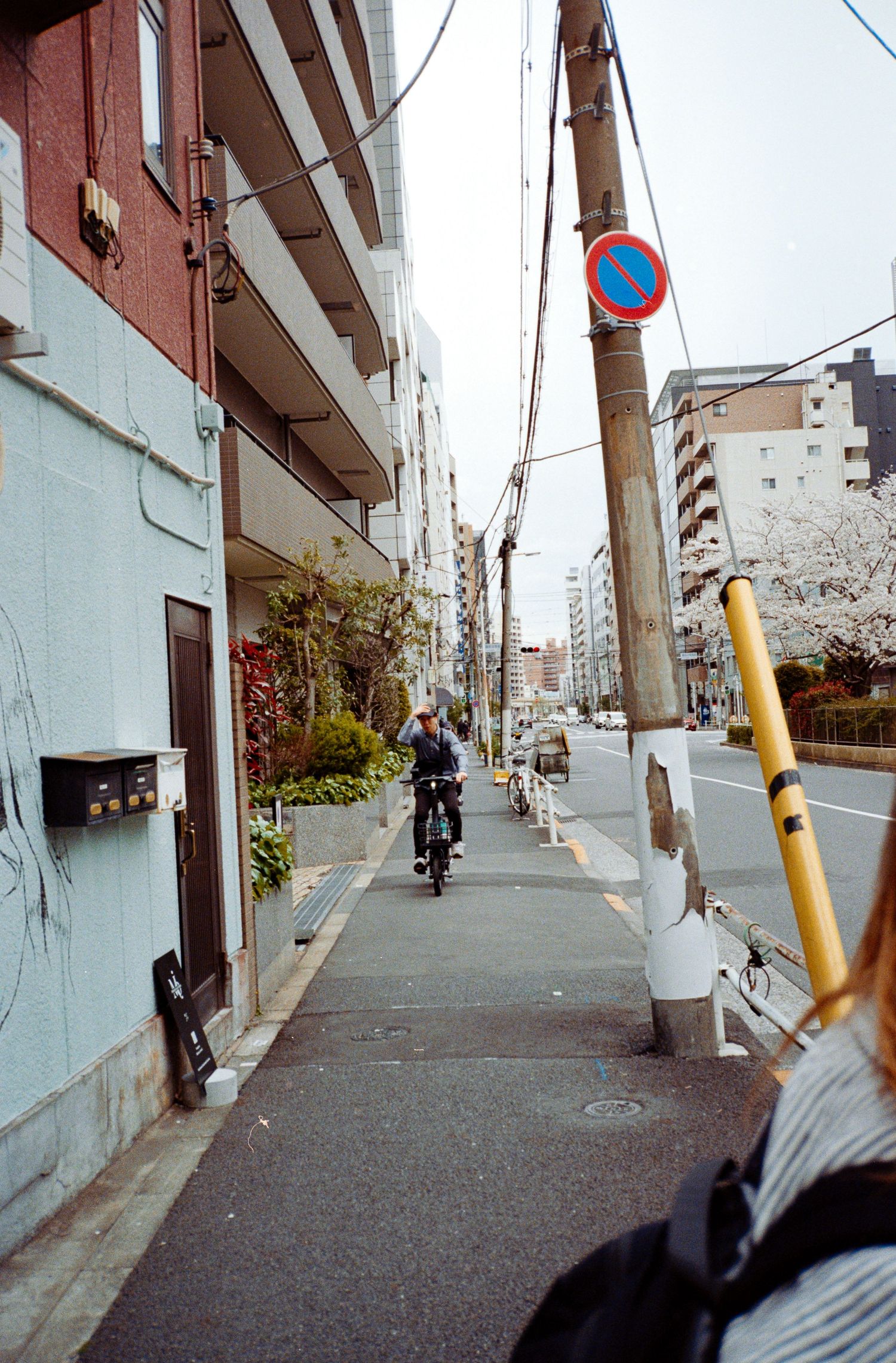 Narrow residential street in Japan with cyclist and cherry blossoms.