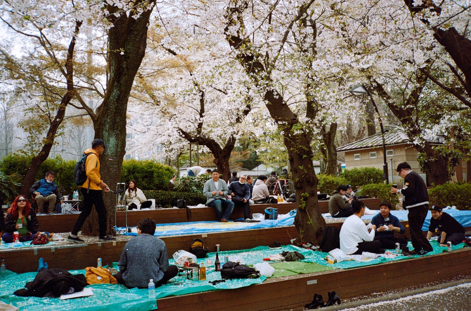 People gathered under blooming cherry blossom trees for hanami picnics on blue tarps.