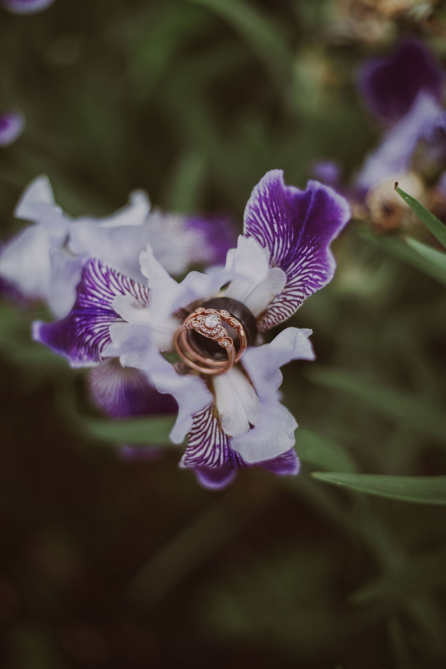 Gold wedding rings nestled in a purple and white iris flower for an elegant bridal detail photo at Northern Lights Winery in Prince George.