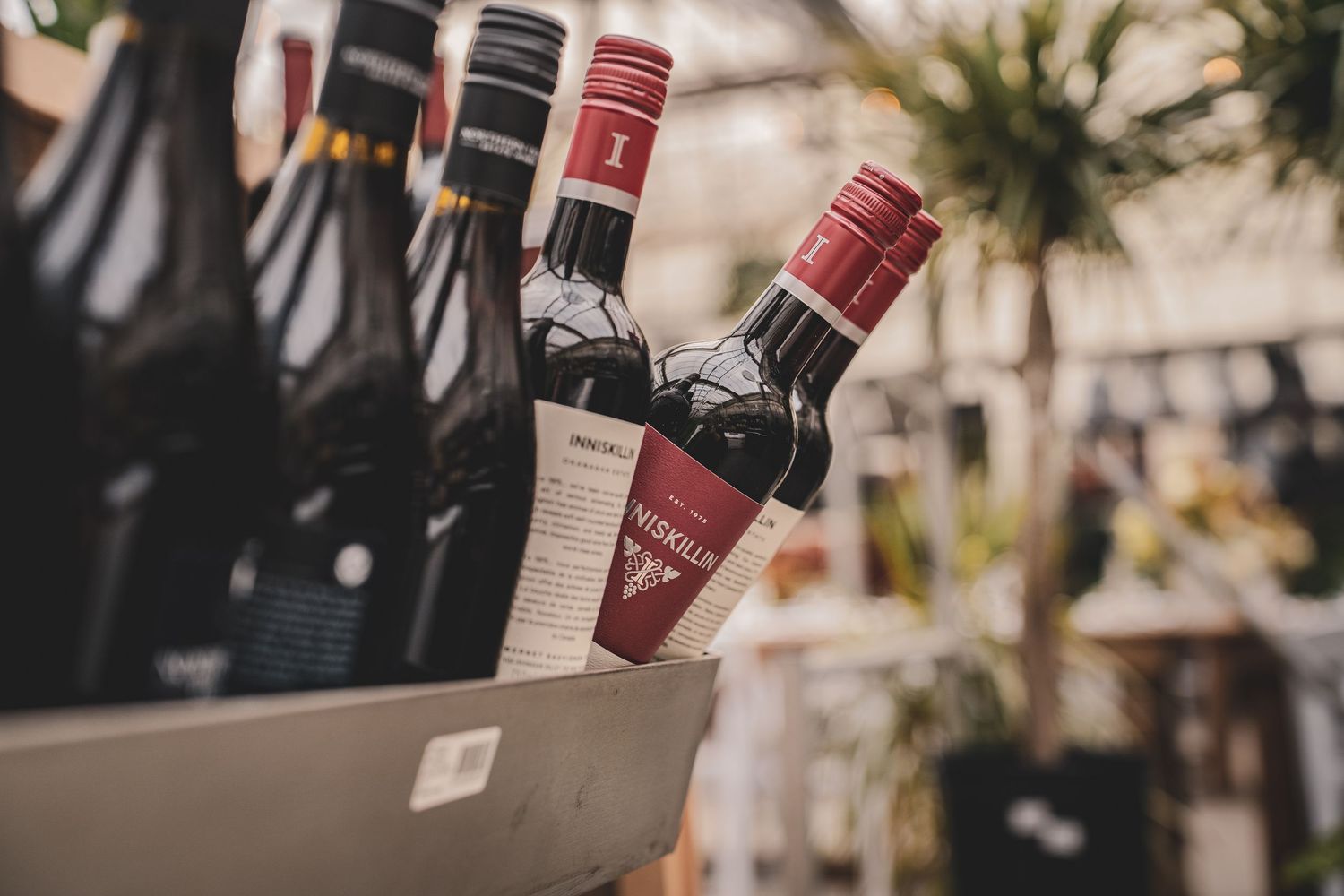 Close-up of red wine bottles in an ice bucket surrounded by greenery at an outdoor event.