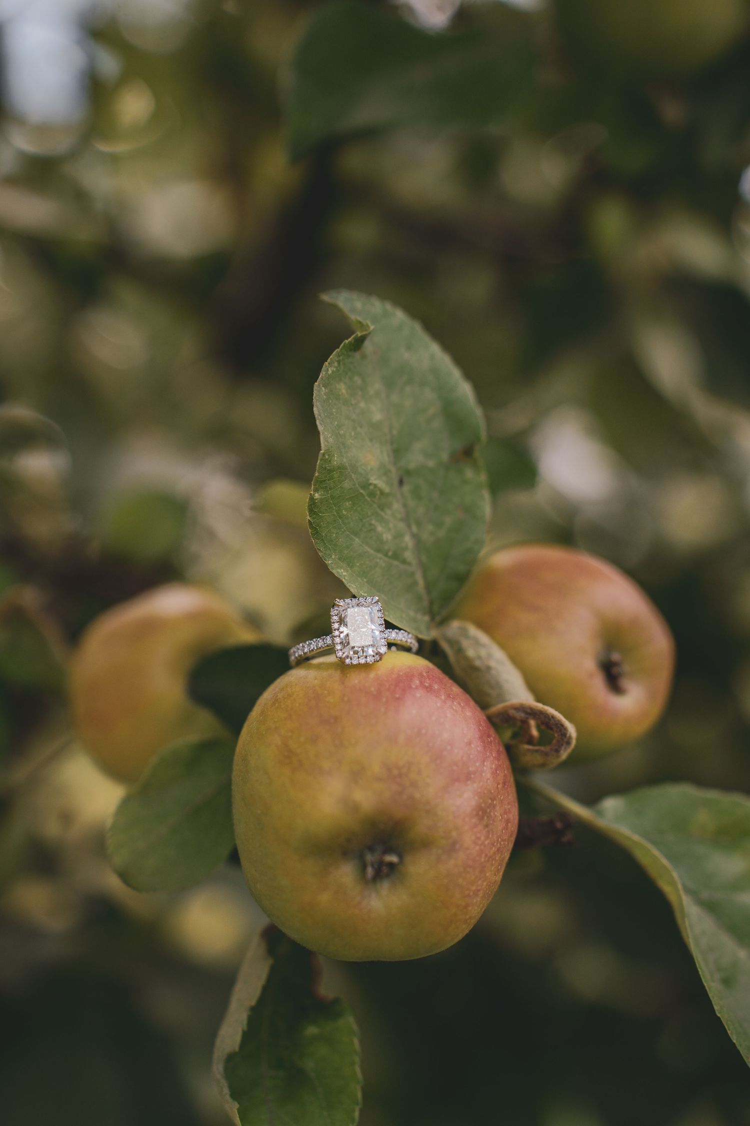 Elegant emerald-cut diamond engagement ring resting on fresh apples in a leafy apple tree.