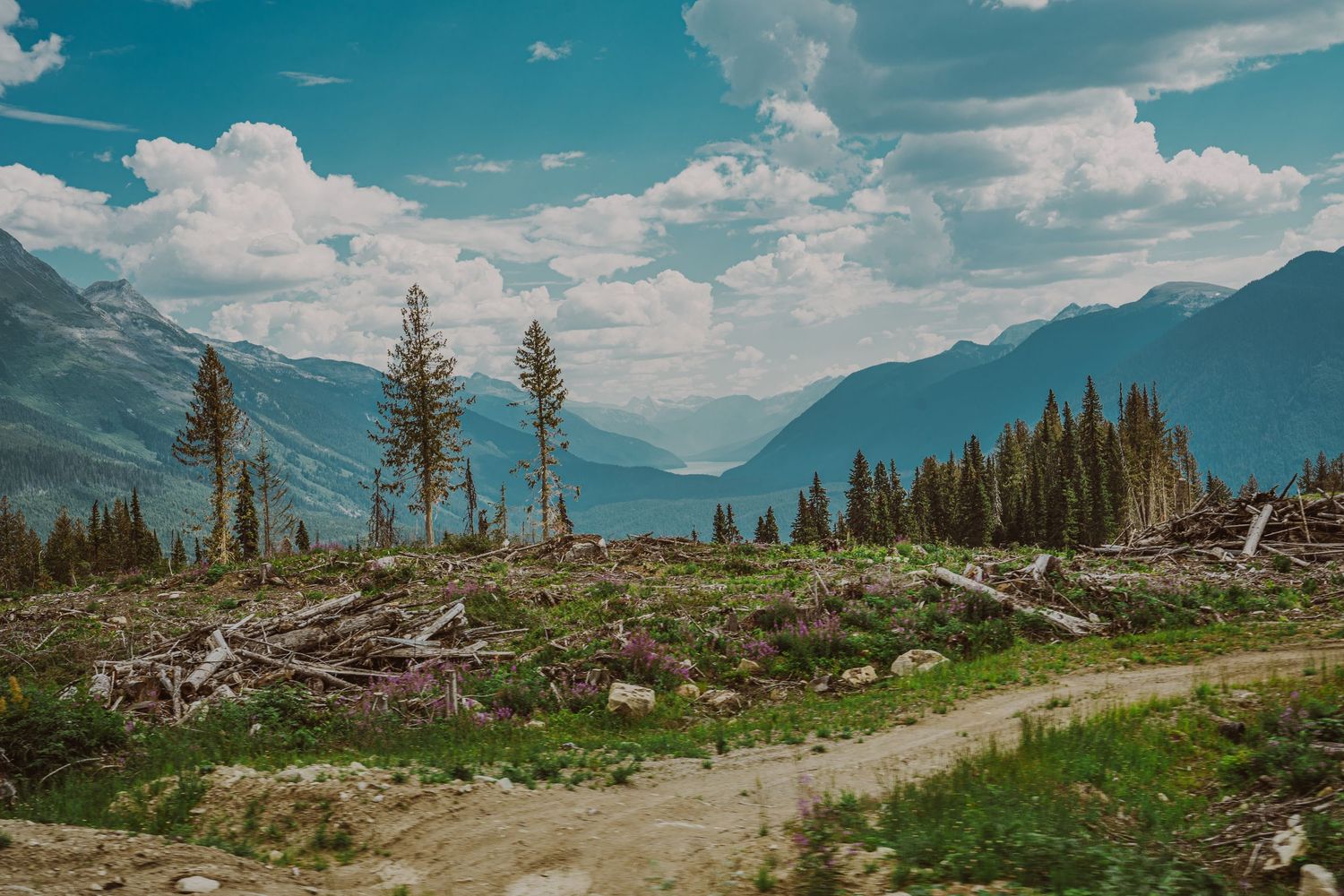 Scenic mountain valley vista with fallen trees, wildflowers, and dramatic cloudy sky in the distance.