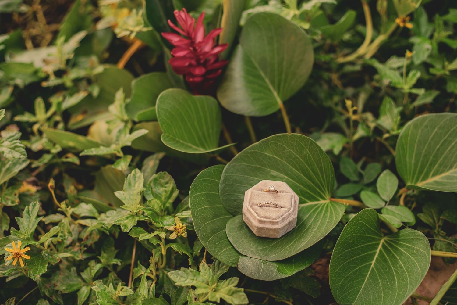 Elegant wooden ring box resting on a large green leaf surrounded by tropical garden foliage at abroad wedding/elopement.