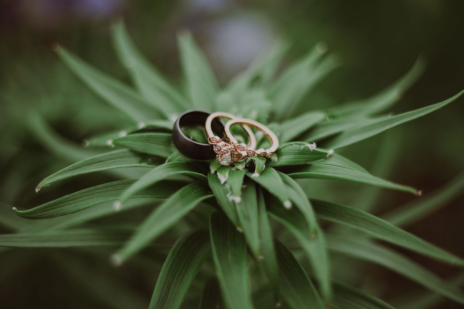 Three wedding rings captured at Northern Lights Winery in Prince George BC at wedding photoshoot