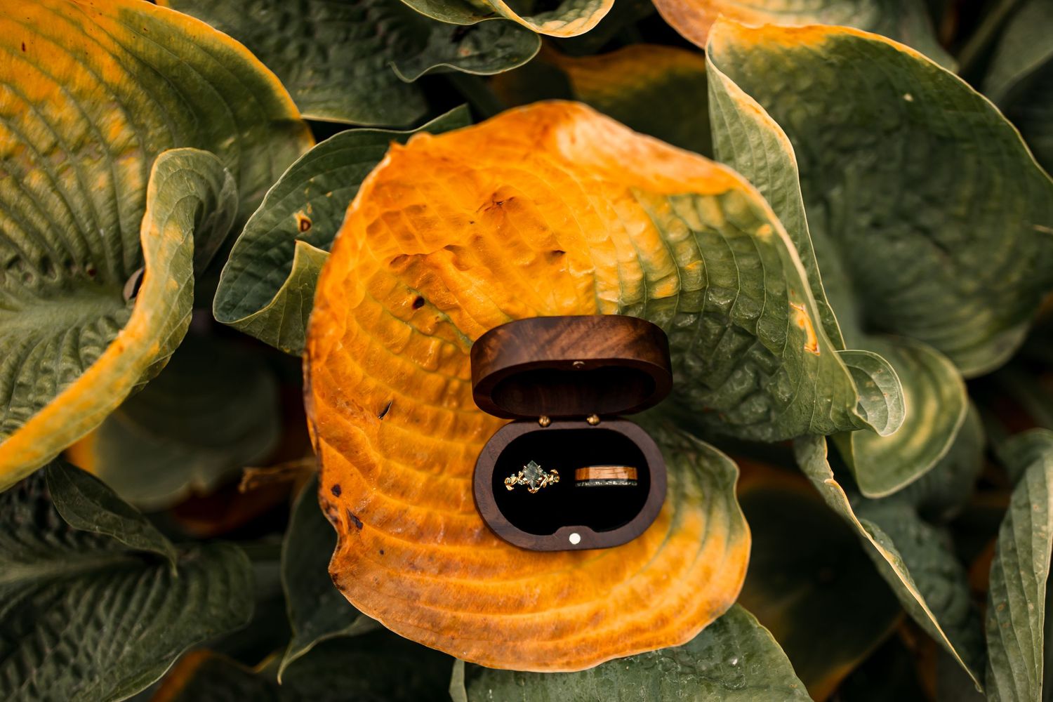 Close-up of orange and green hosta leaves with dramatic lighting.