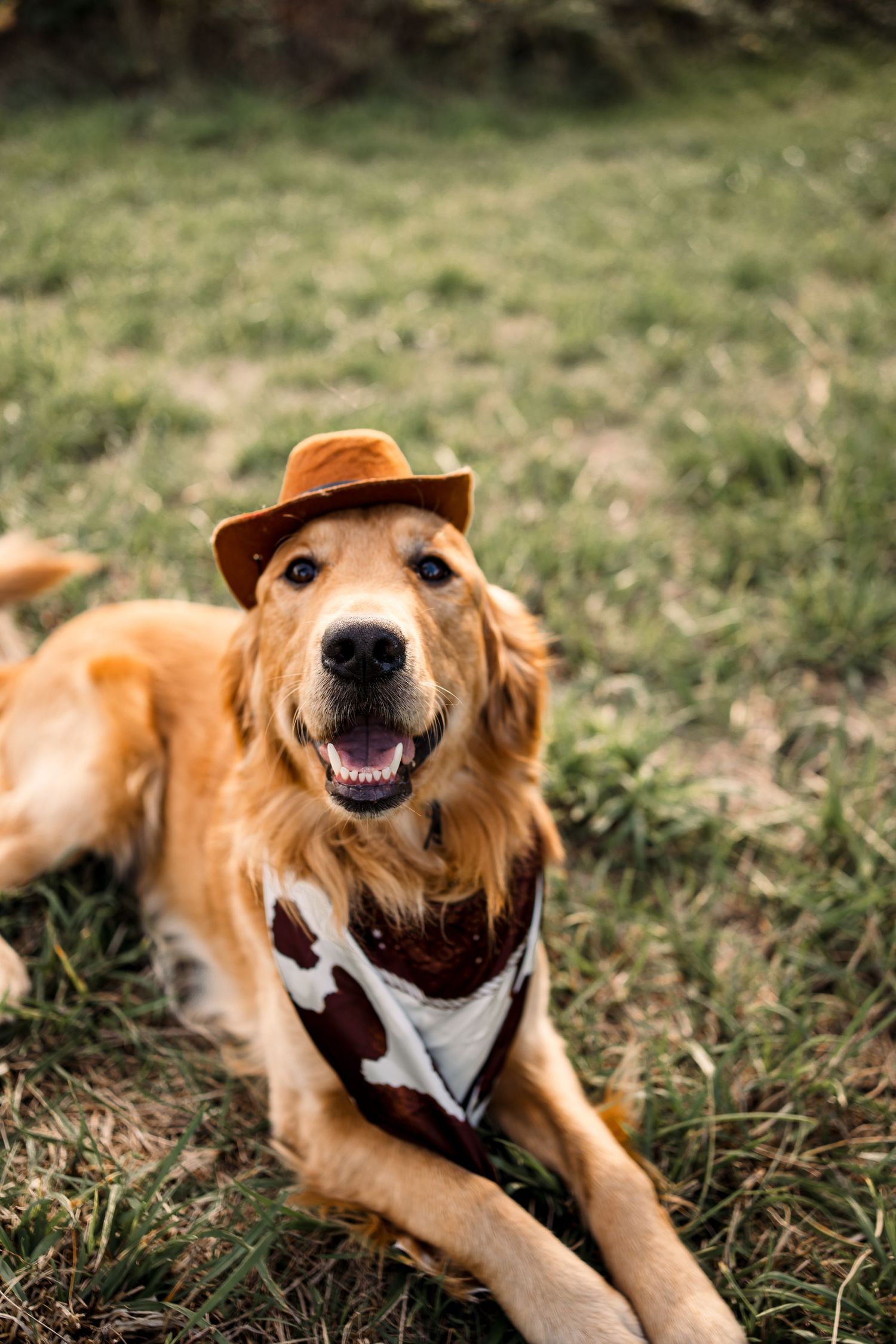 Happy golden retriever wearing a brown cowboy hat and harness lies in grass.