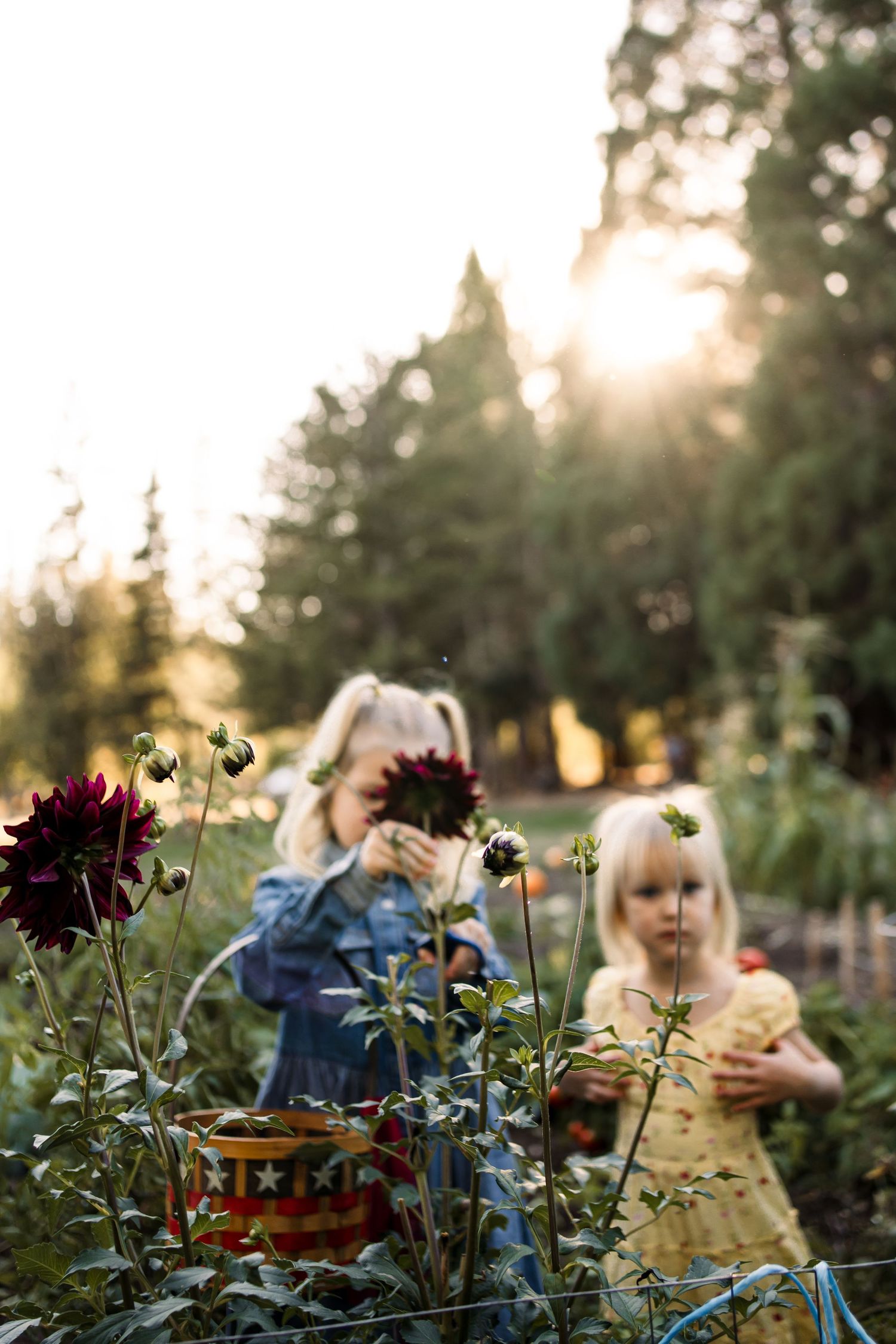 Deep red dahlias bloom in a garden at sunset with sunlight filtering through trees.